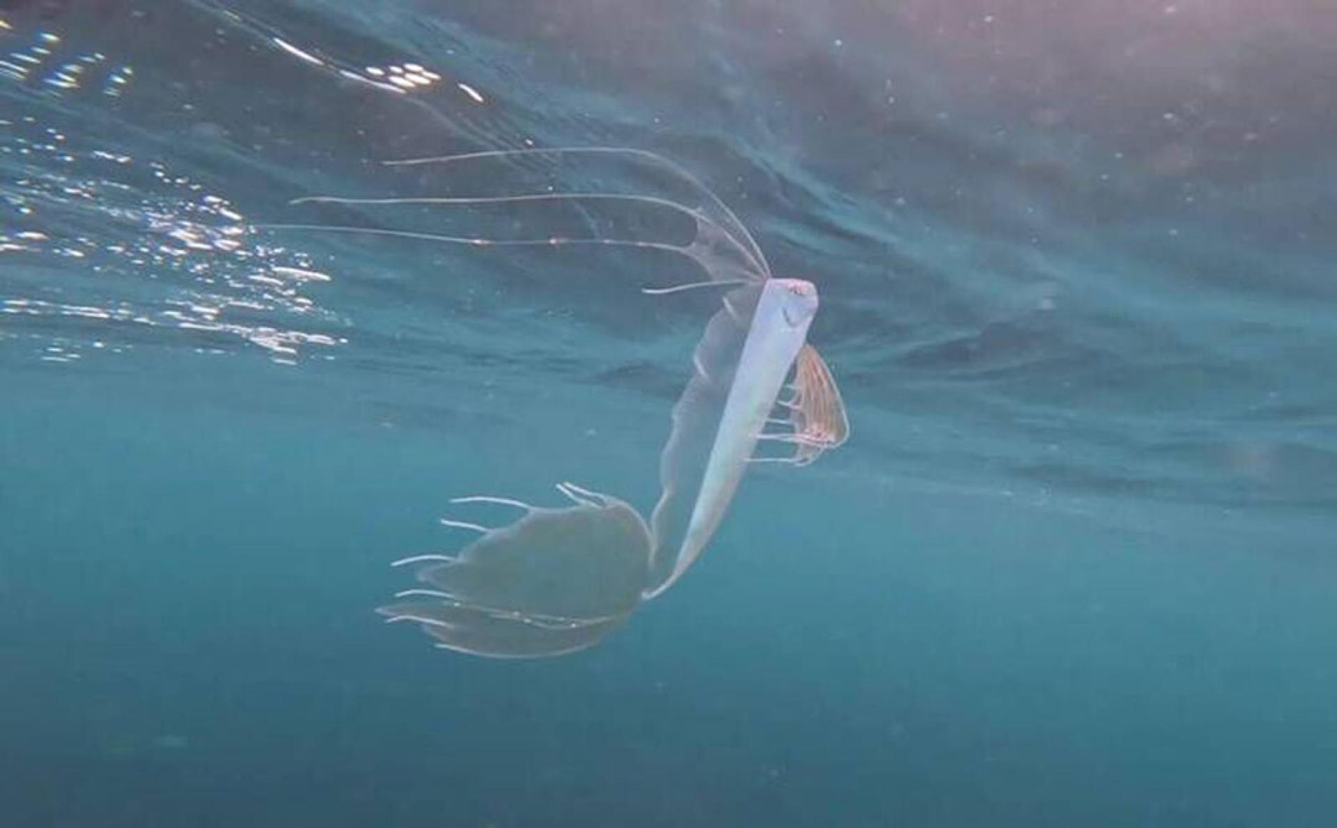 加州潜水员在浅海捕捉到极其罕见的深海“高鳍粗鳍鱼”。