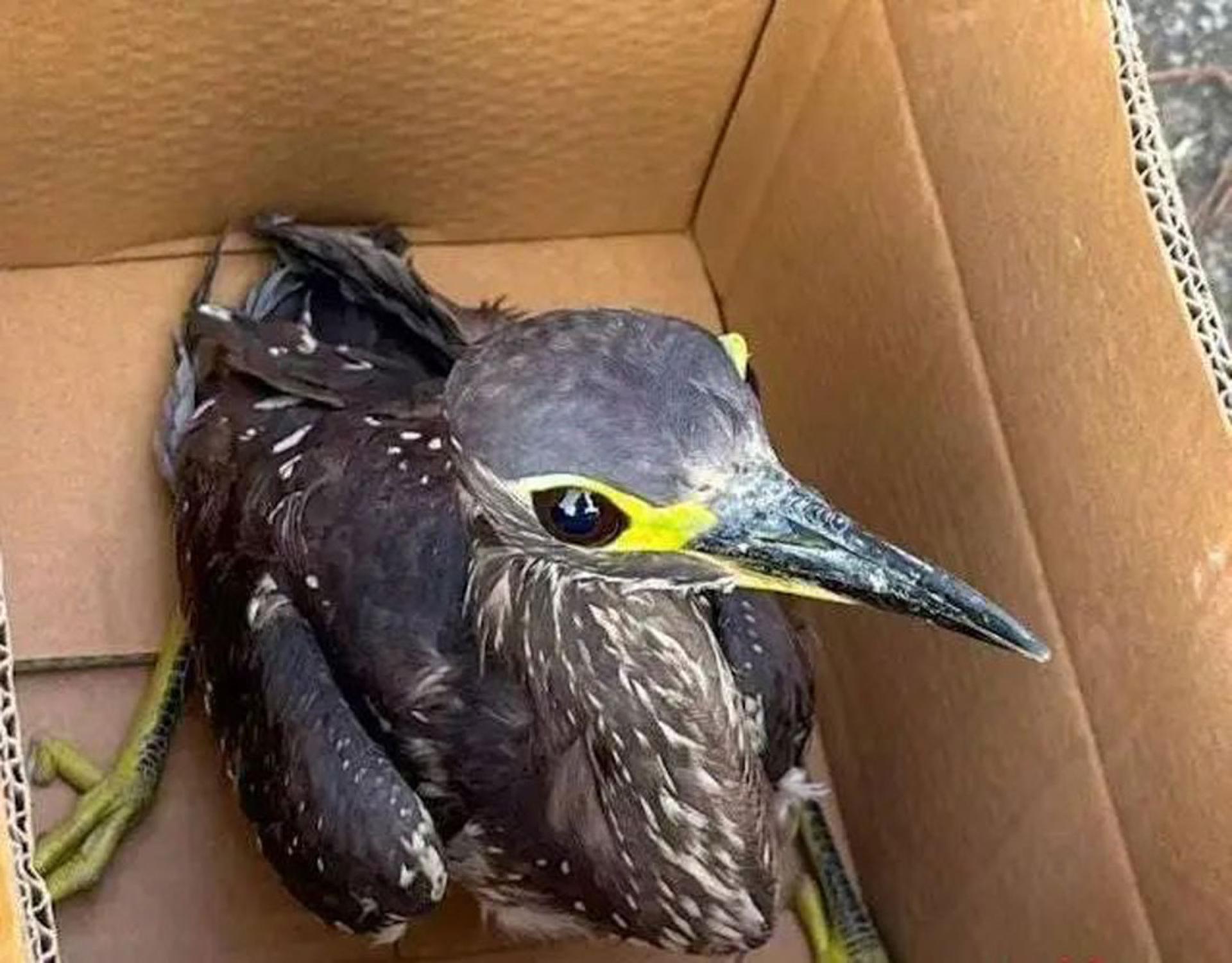 该只被誉为“世界上最神秘的鸟”就是海南鳽。