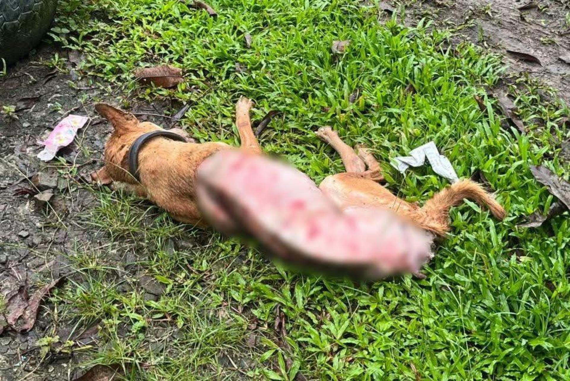 黄狗身体皮毛被剥下。