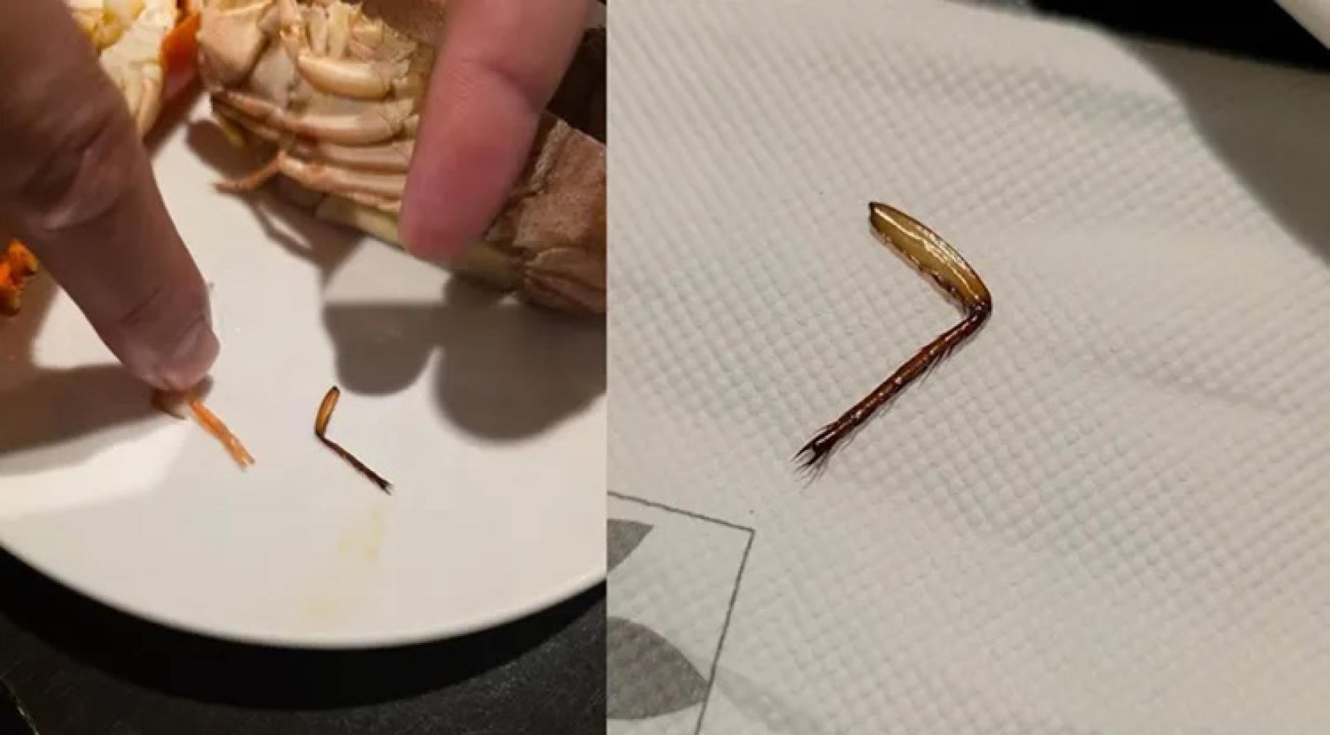 情侣吃到疑似“蟑螂脚”，等了1小时，厨师竟坚持是“虾子脚”，让两人不能接受。（图：壹苹新闻网／读者提供）