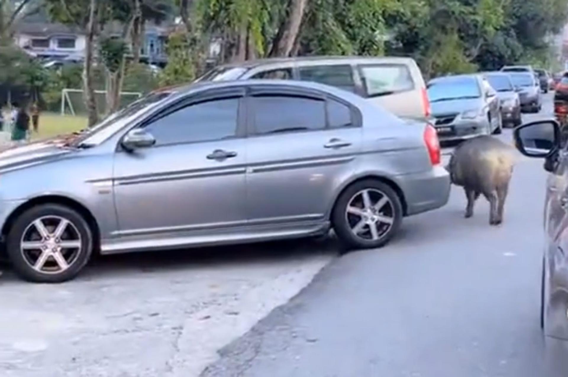 野猪慢悠悠的走在路上。