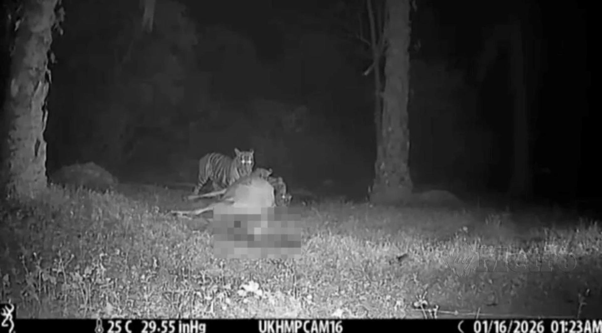 网传4只老虎围啃牛，原来是假视频。