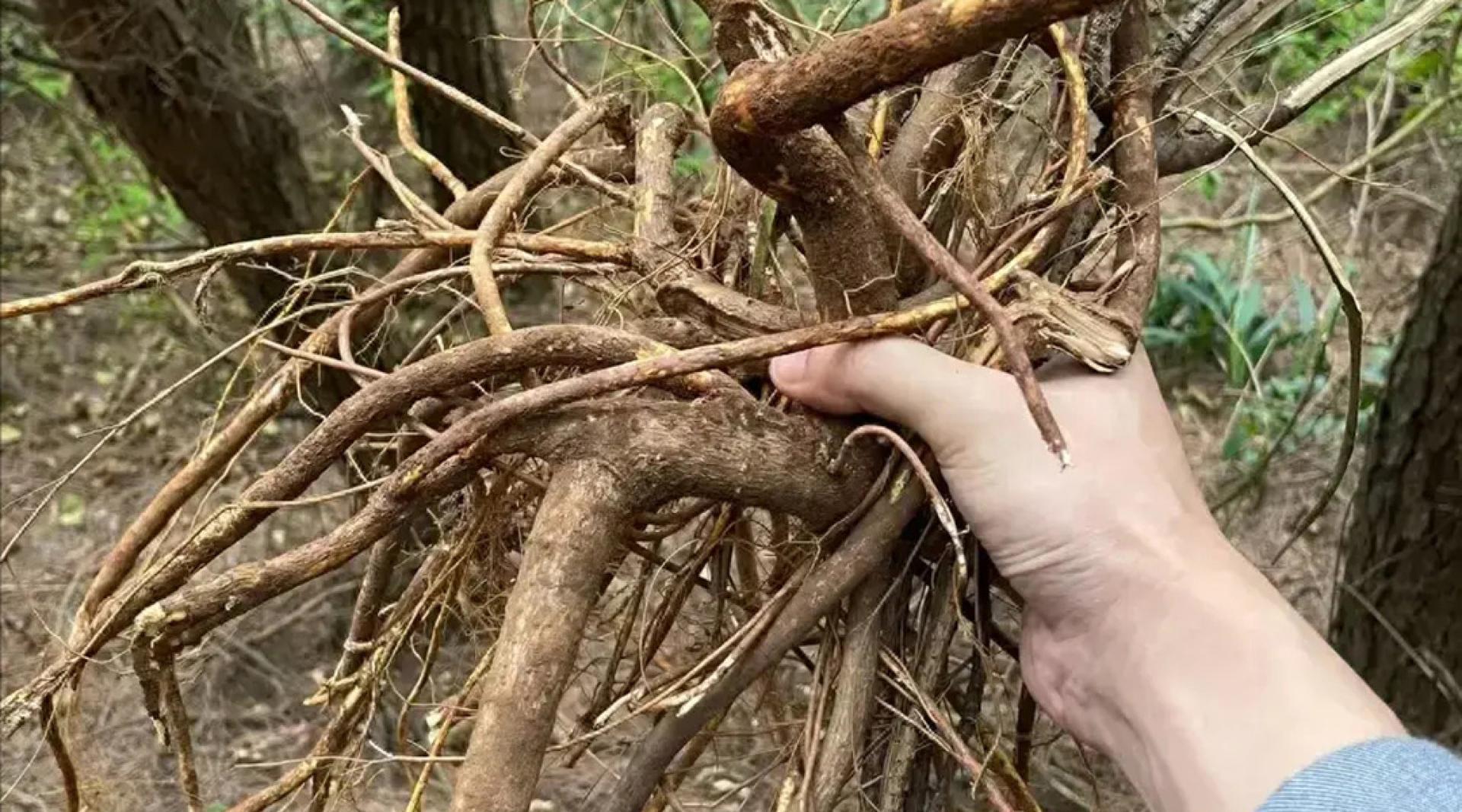 由于野生植物含天然毒素，因此切勿食用未经安全检测的野生植物。