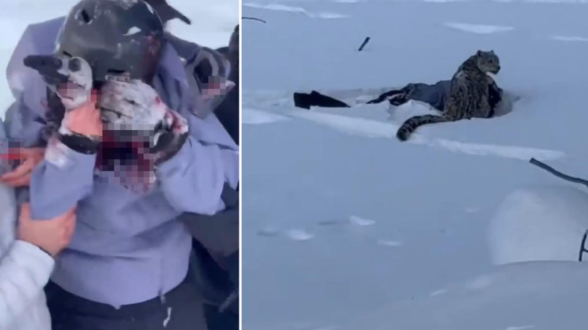 一名滑雪游客（右）在新疆可可托海被雪豹（左）袭击面部。