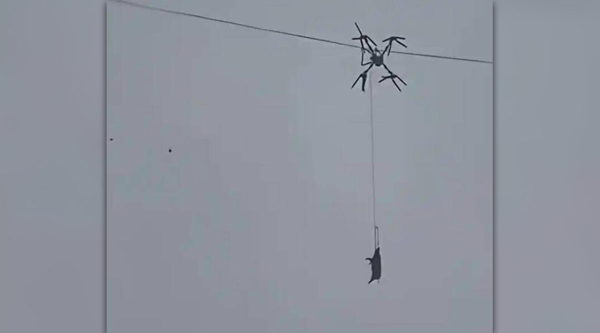 活猪与无人机挂在电线上。