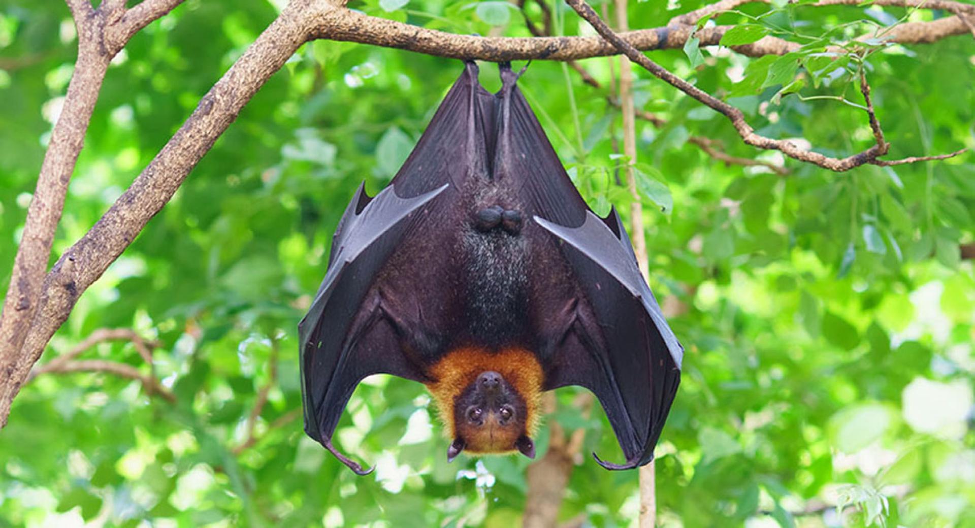 蝙蝠是尼帕病毒的自然宿主。