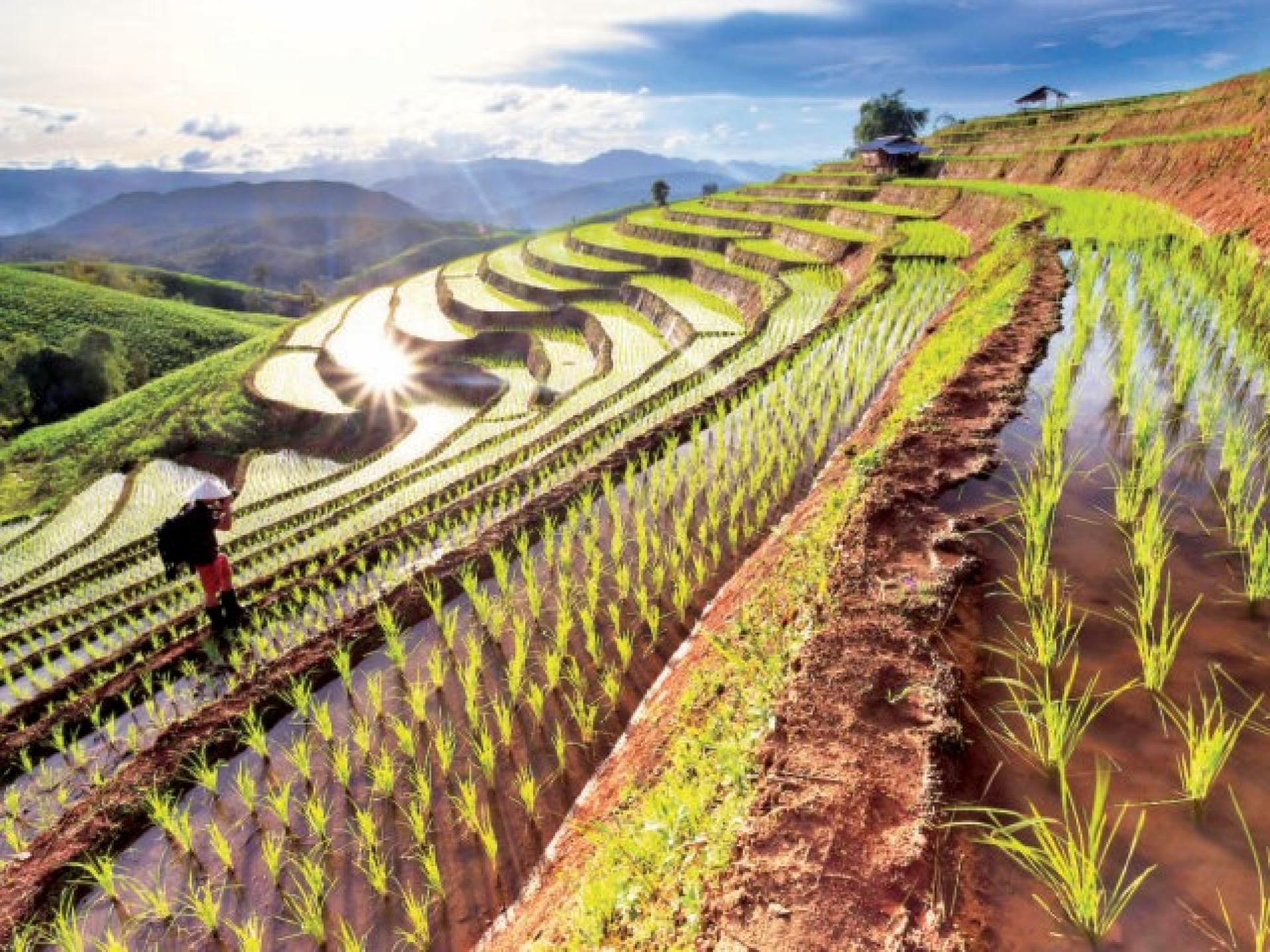 掸邦卡劳采用梯田式农业系统，耕作景观层层展开，农业发展蓬勃兴盛。