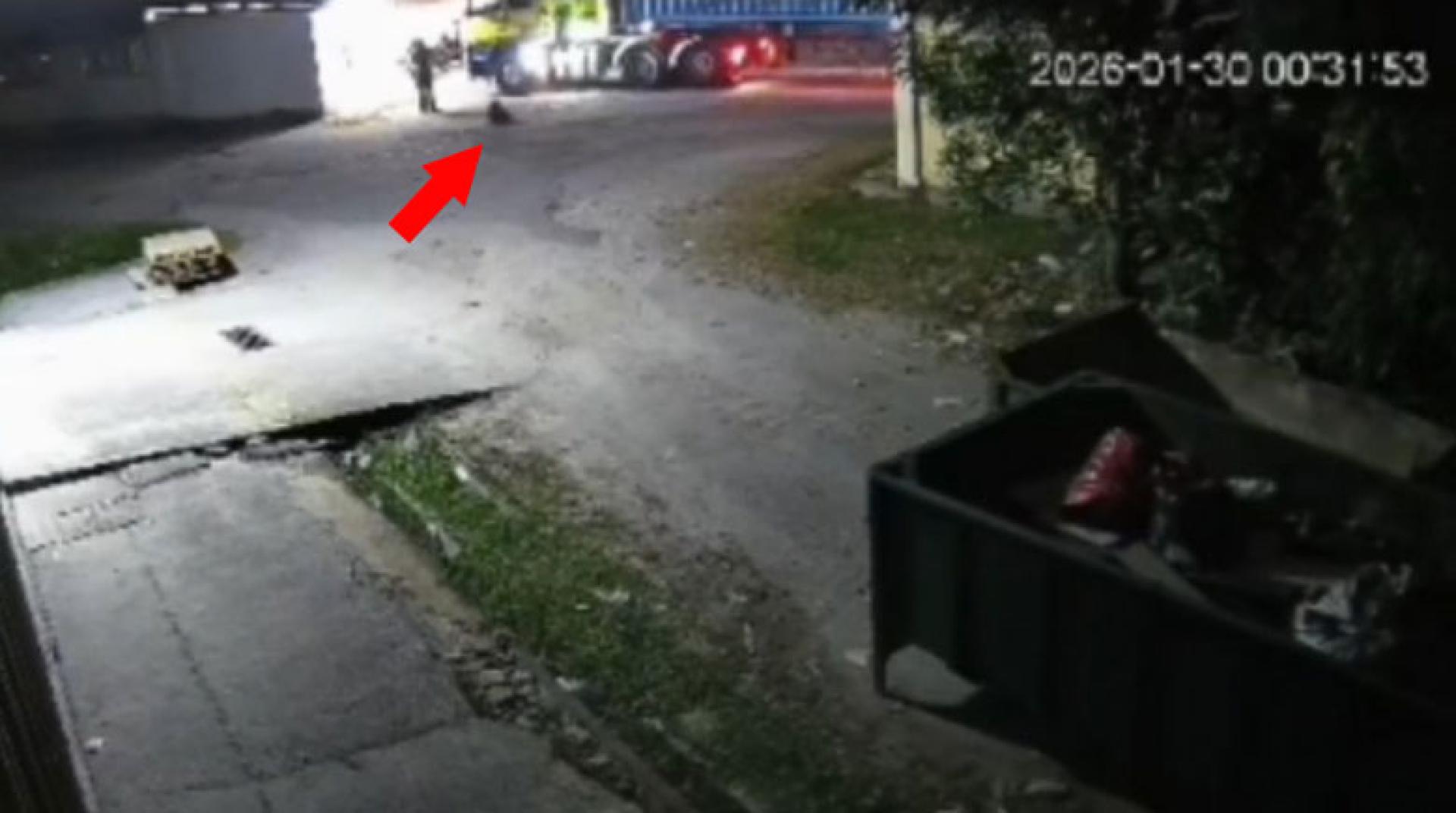 监控录像显示，这只狗受重伤。