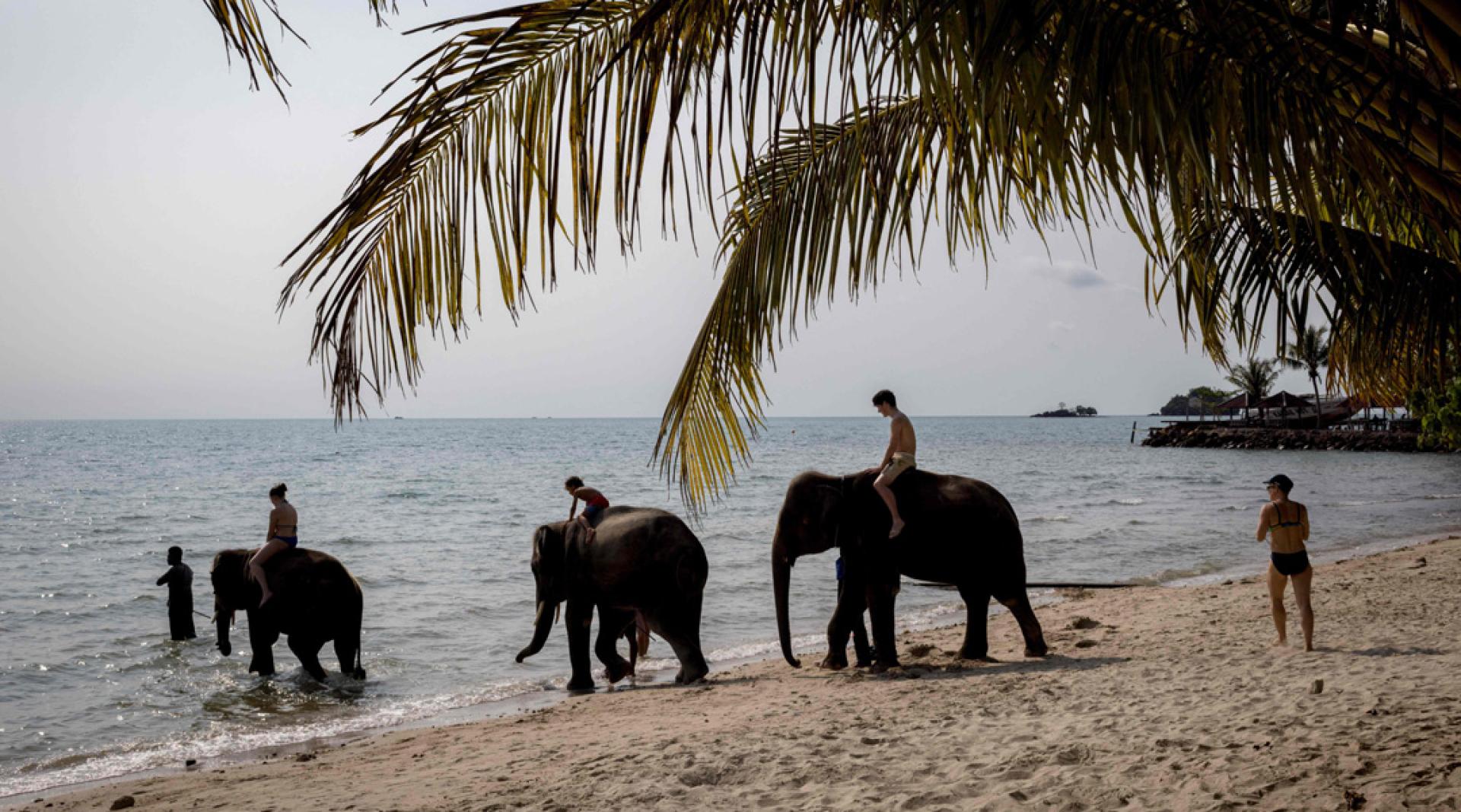 泰国自2012年以来，已有超过220人死于野生大象攻击。图为游客在泰国象岛的海滩上骑象。