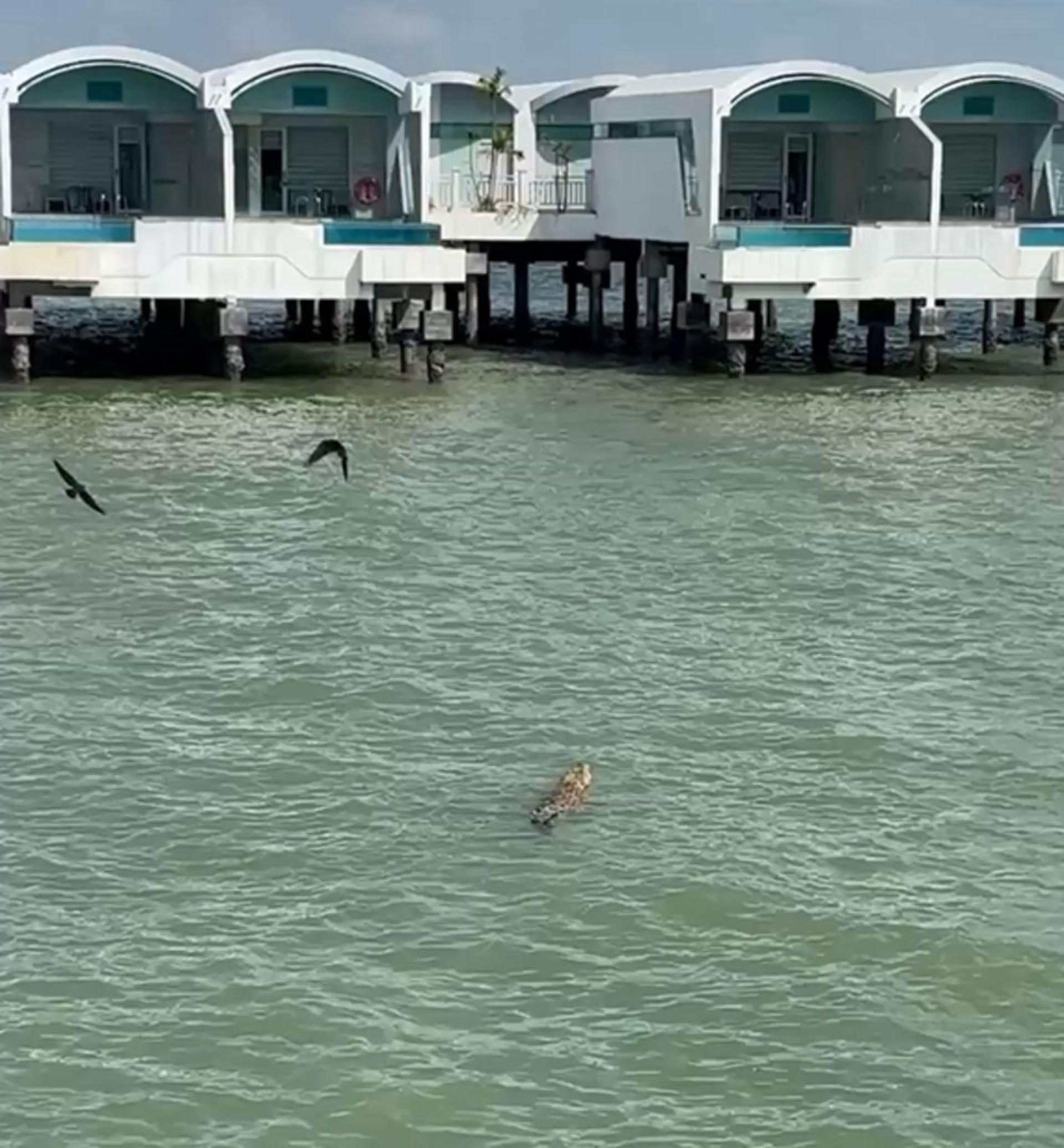鳄鱼出现在波德申知名酒店。