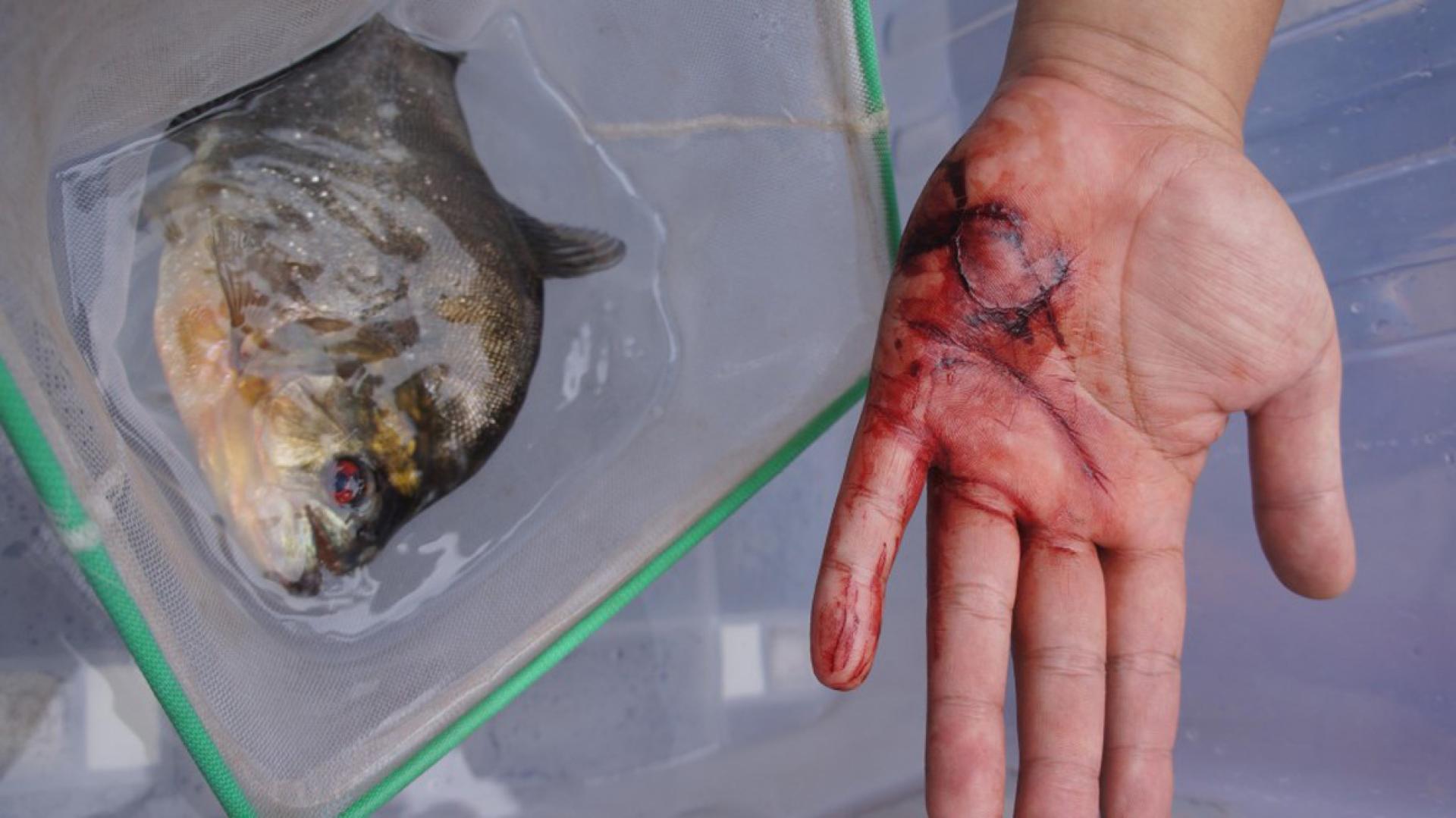 食人鱼可能在几秒钟内对人类造成严重伤害。 （新华社示意图）