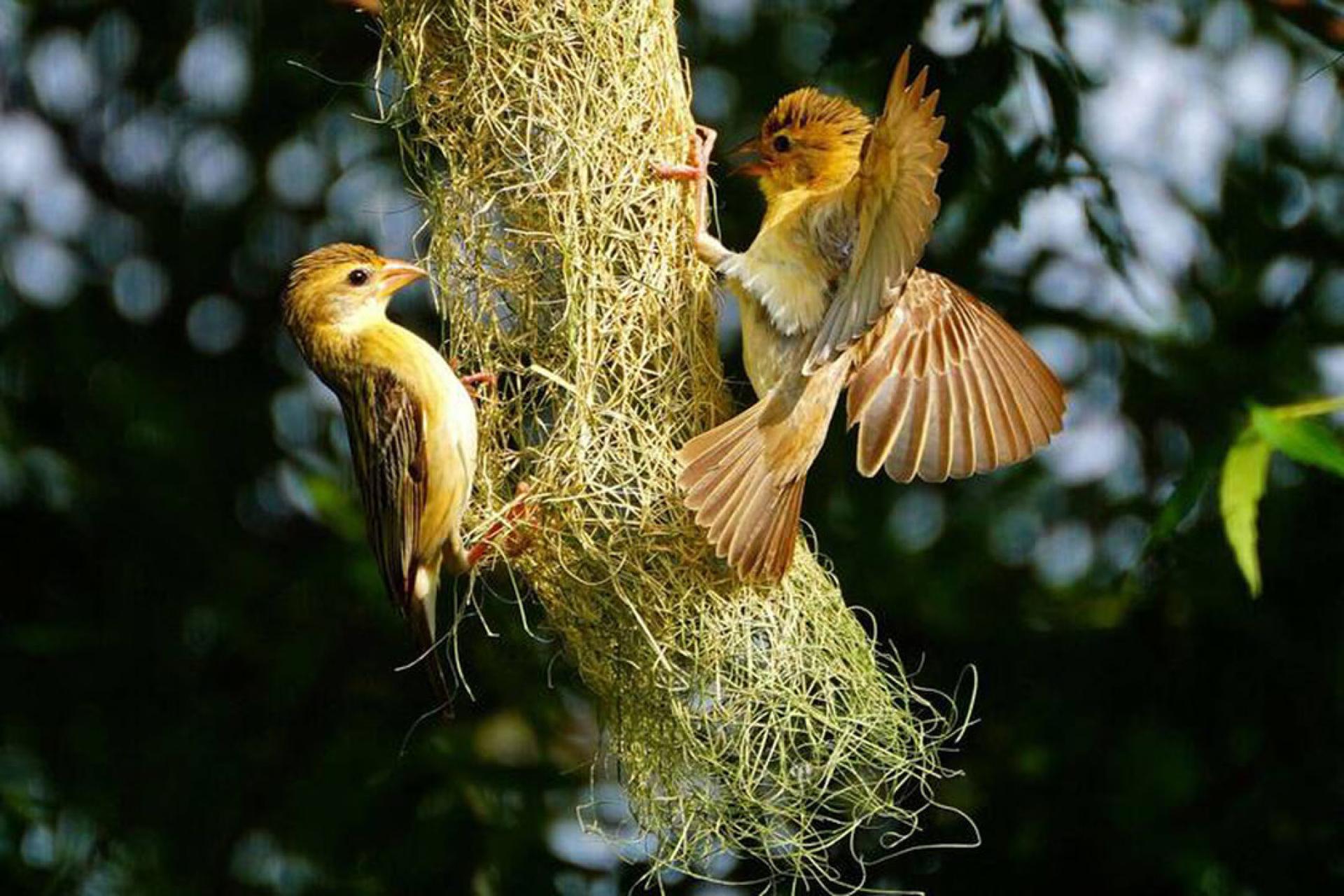 一对正在筑巢的织布鸟。
