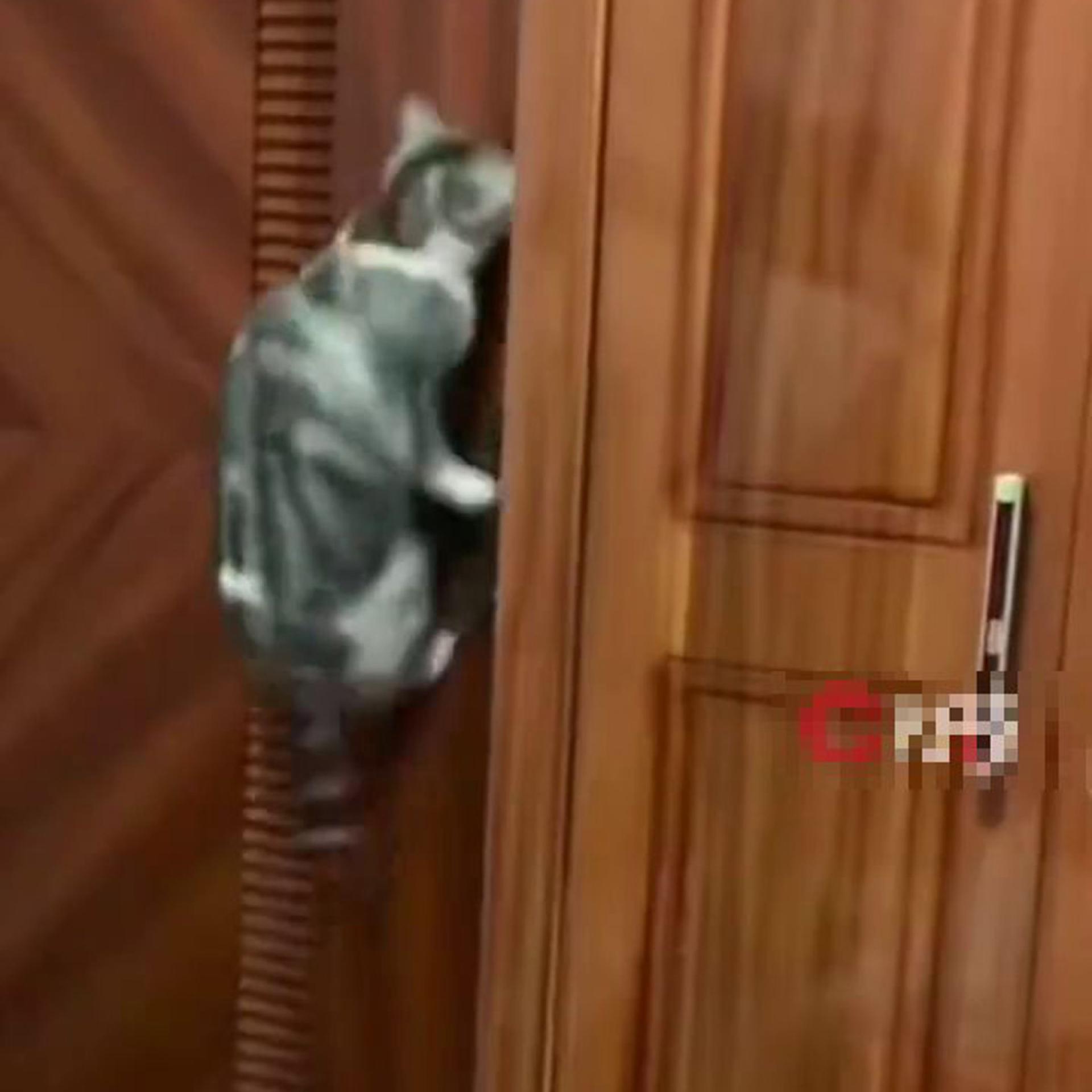 户主胡女士表示，她养的猫咪平时在家已懂得自行开门。