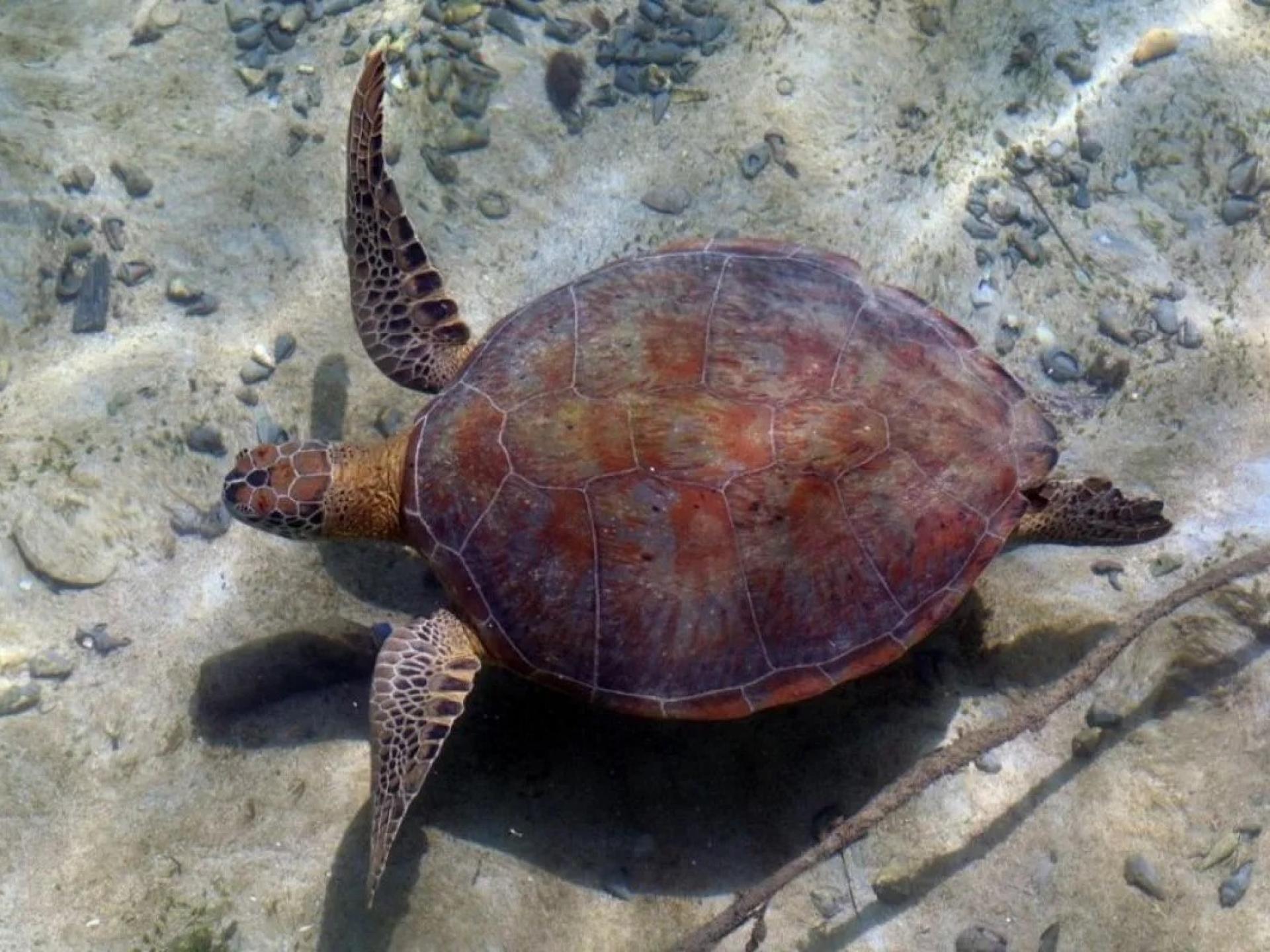 东加里曼丹伯劳区德拉湾岛的绿海龟之一。