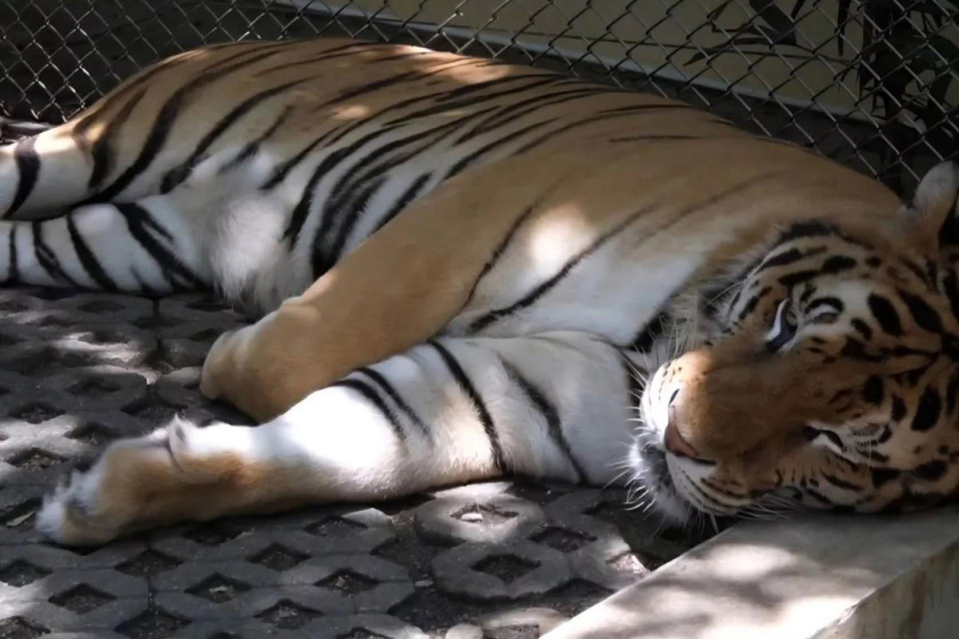 湄林园区的老虎在睡觉。（曼谷邮报档案照）