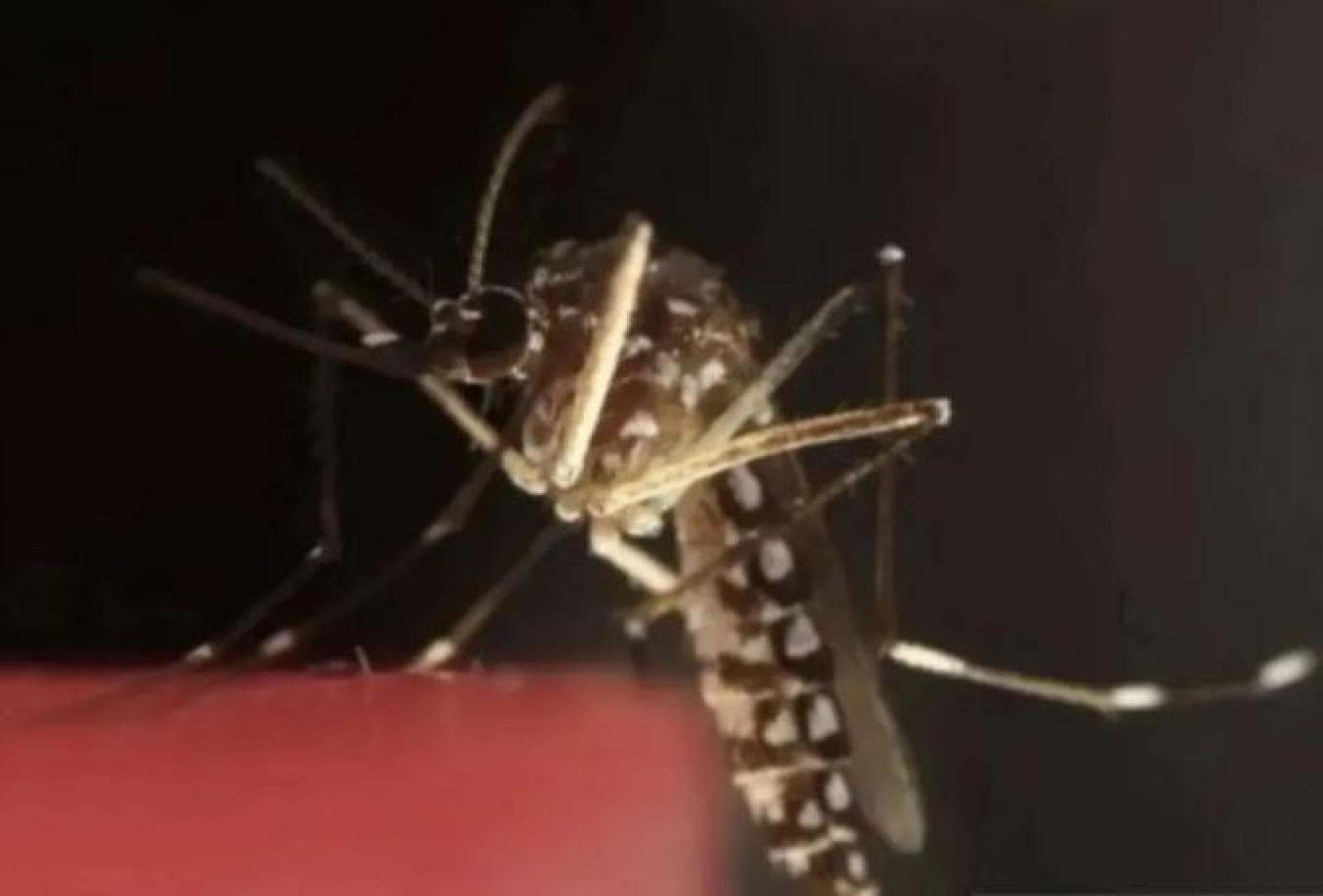 携带疟原虫的雌性按蚊示意图。