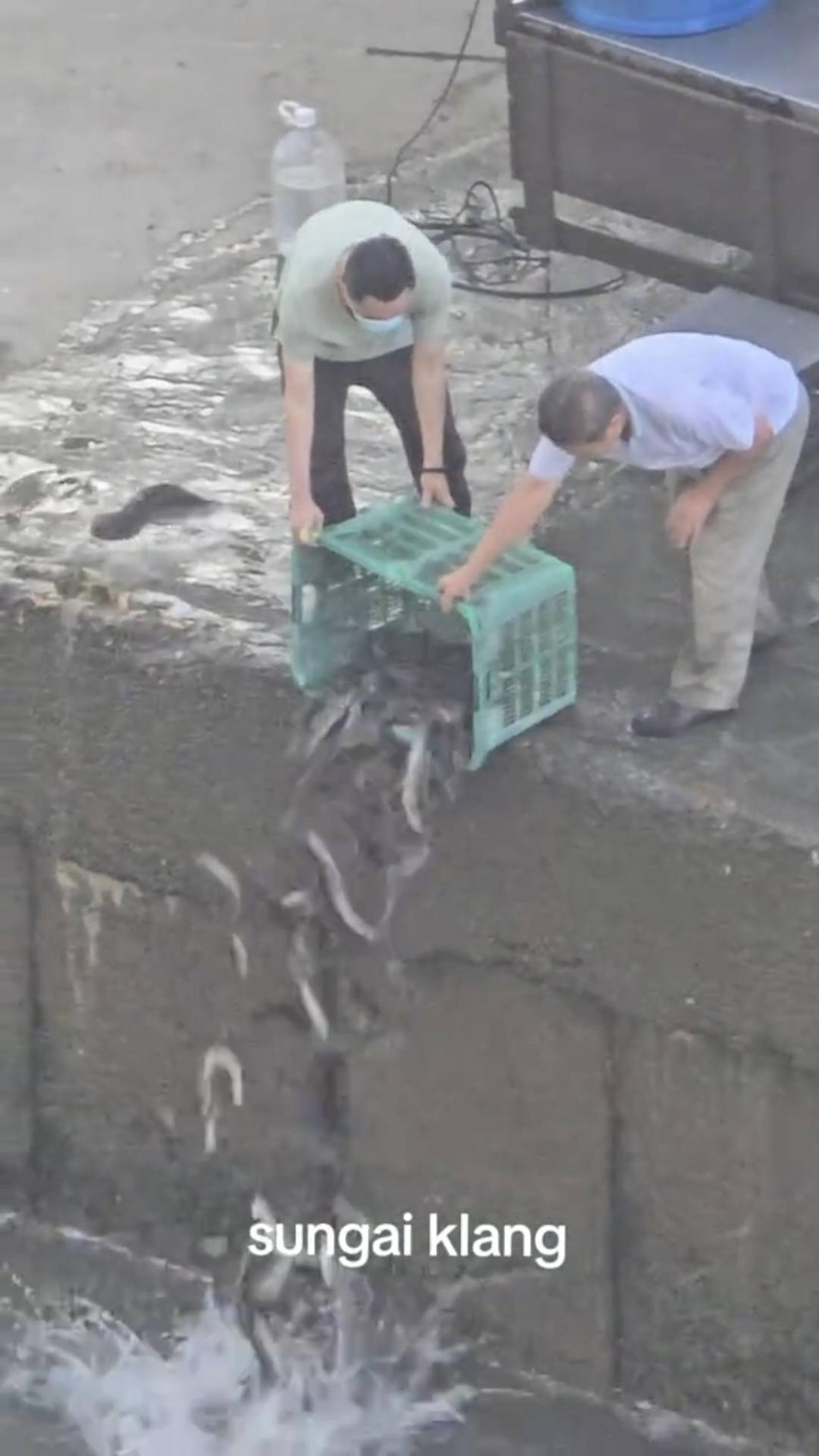 日前巴生河外来鱼种放生的视频，在社交媒体引发热议。