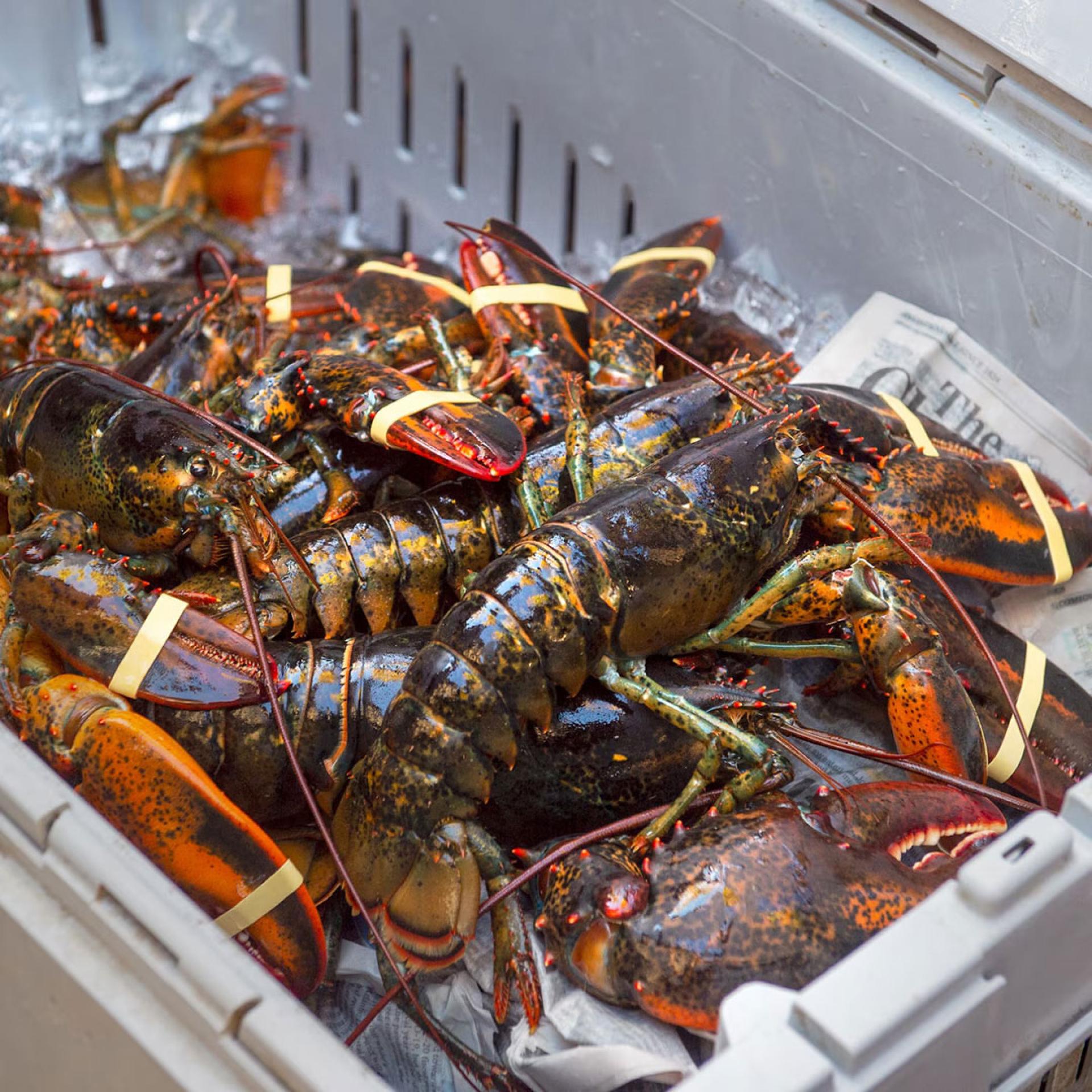 中国预计在3月起取消对加拿大进口龙虾的关税。