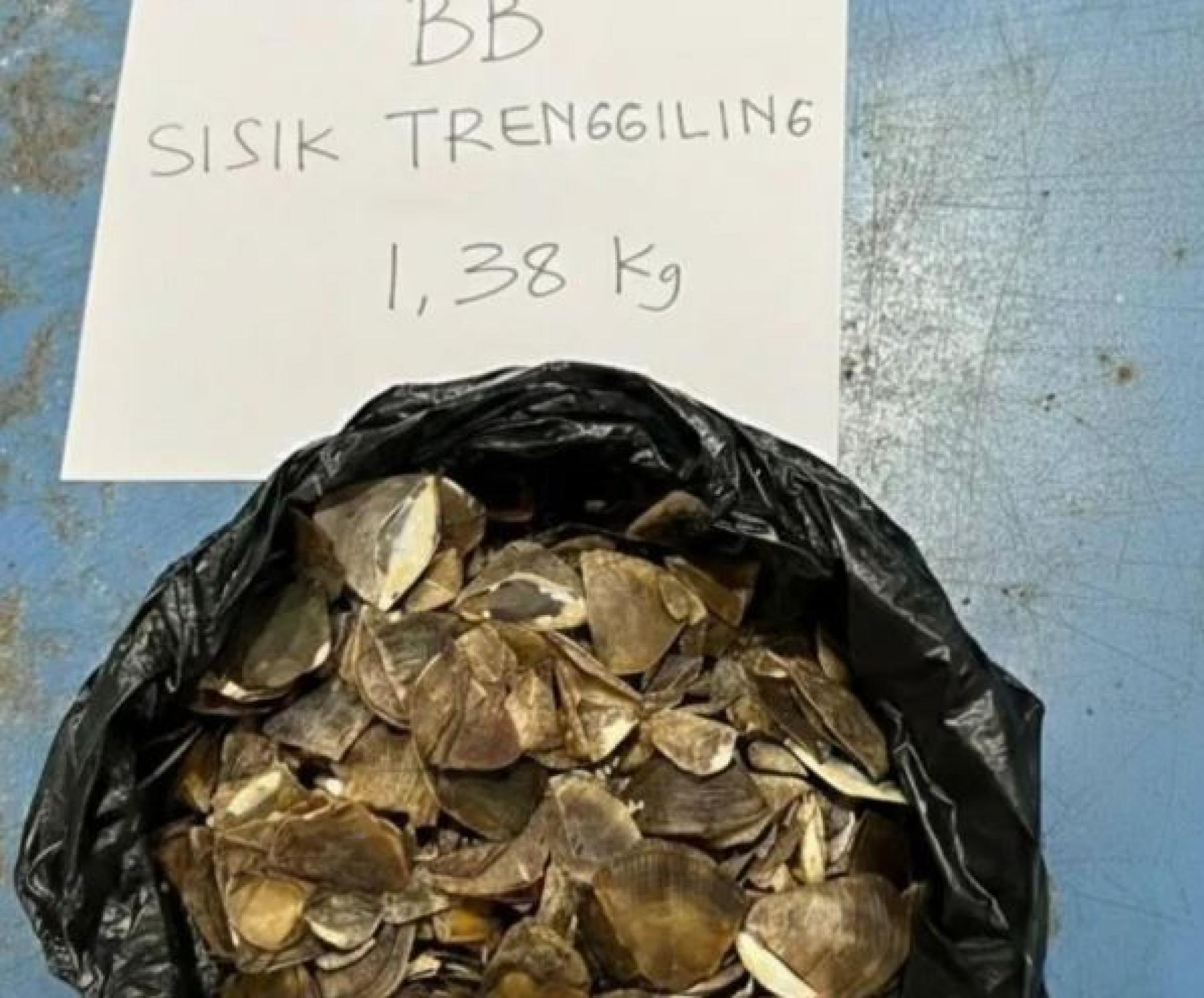 图为印尼林业部于周一展示在西加里曼丹辛唐区查获的1.38公斤受保护爪哇穿山甲鳞片，用以打击非法野生动物交易。