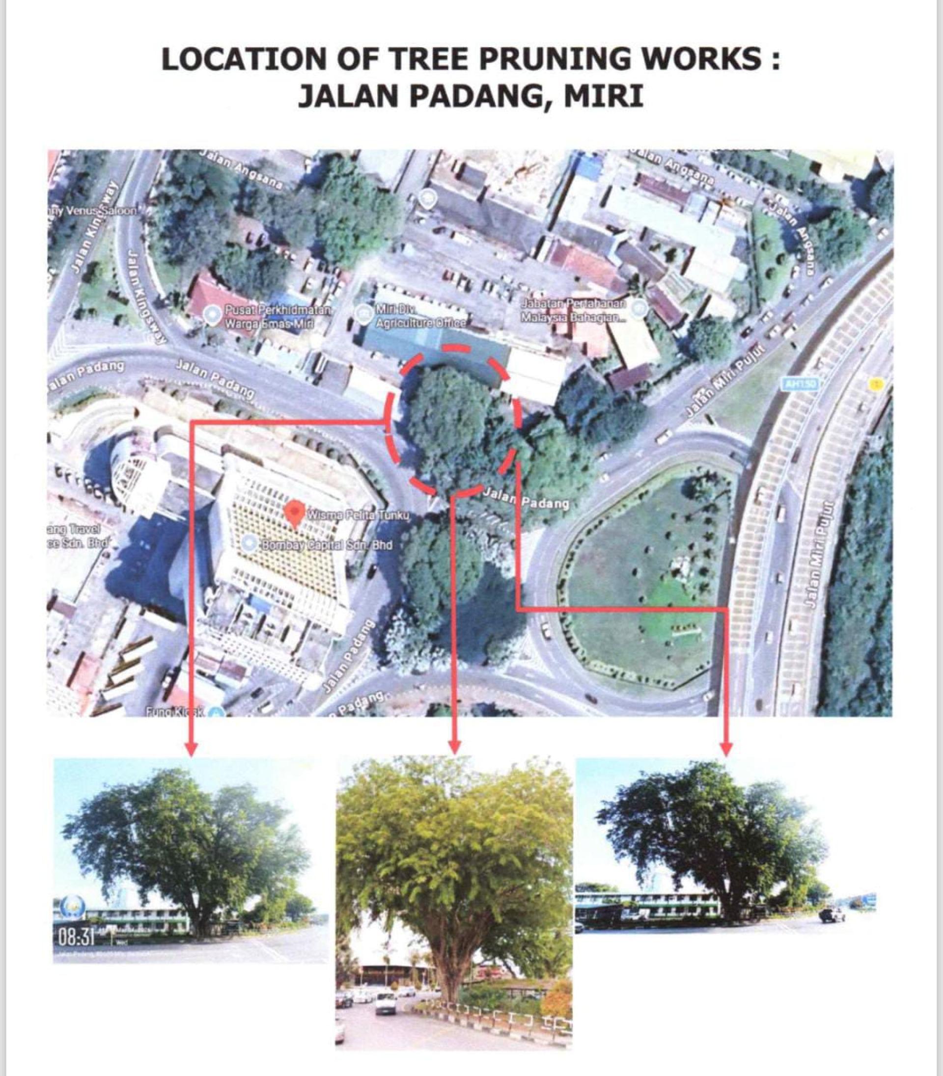 美里市政局将于3月6日至10日，在广场路（Jalan Padang）美里区农业办公室前路段进行树木修剪工程，提醒道路使用者途经该路段时提高警惕并遵守安全指示。