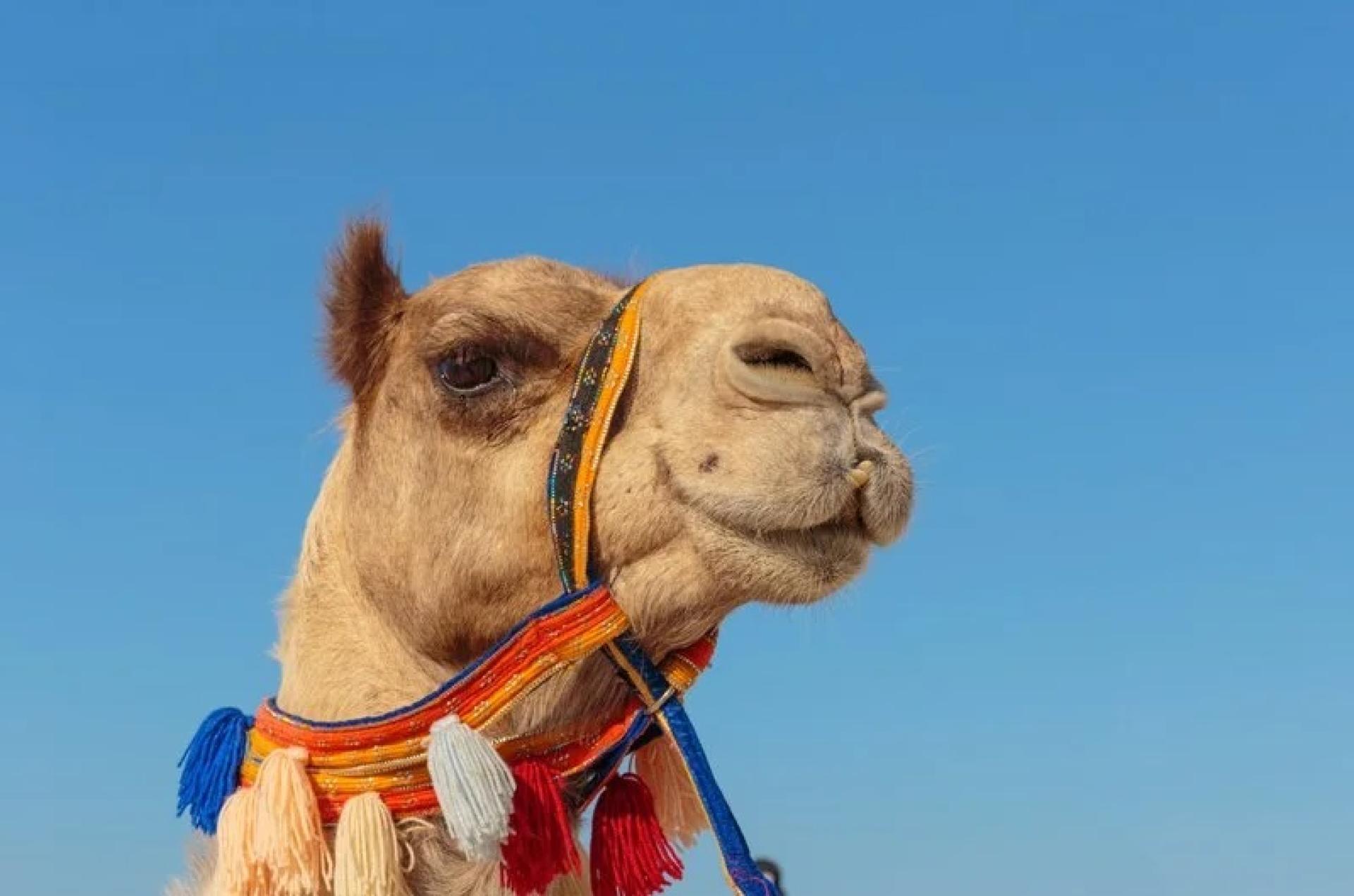 饲主为了赢得骆驼选美比赛，偷偷帮骆驼医美整形。(示意图)