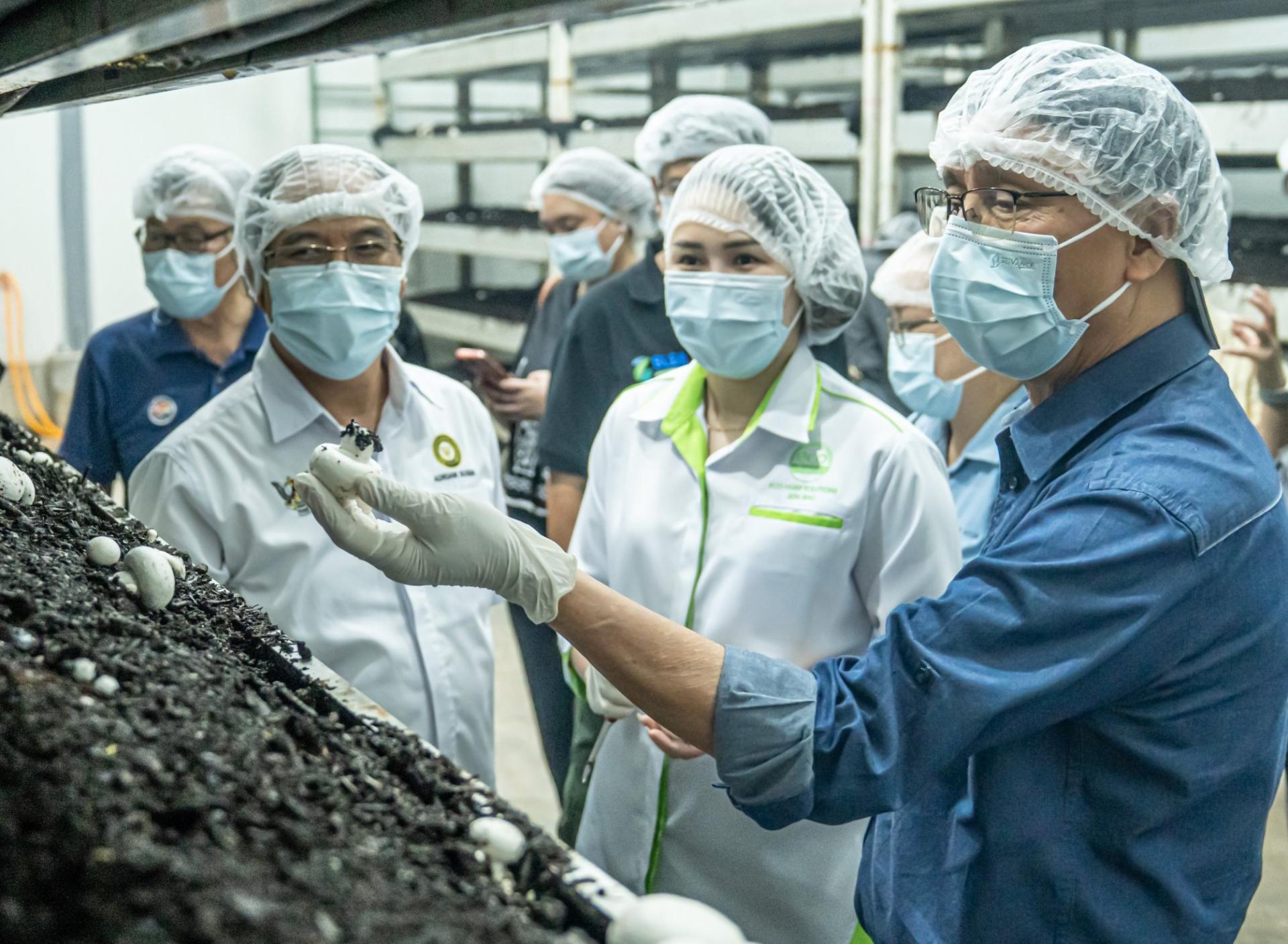 拿督斯里斯蒂芬伦迪（右）参观所种植的白蘑菇。右2为果园董事吴怡欣。