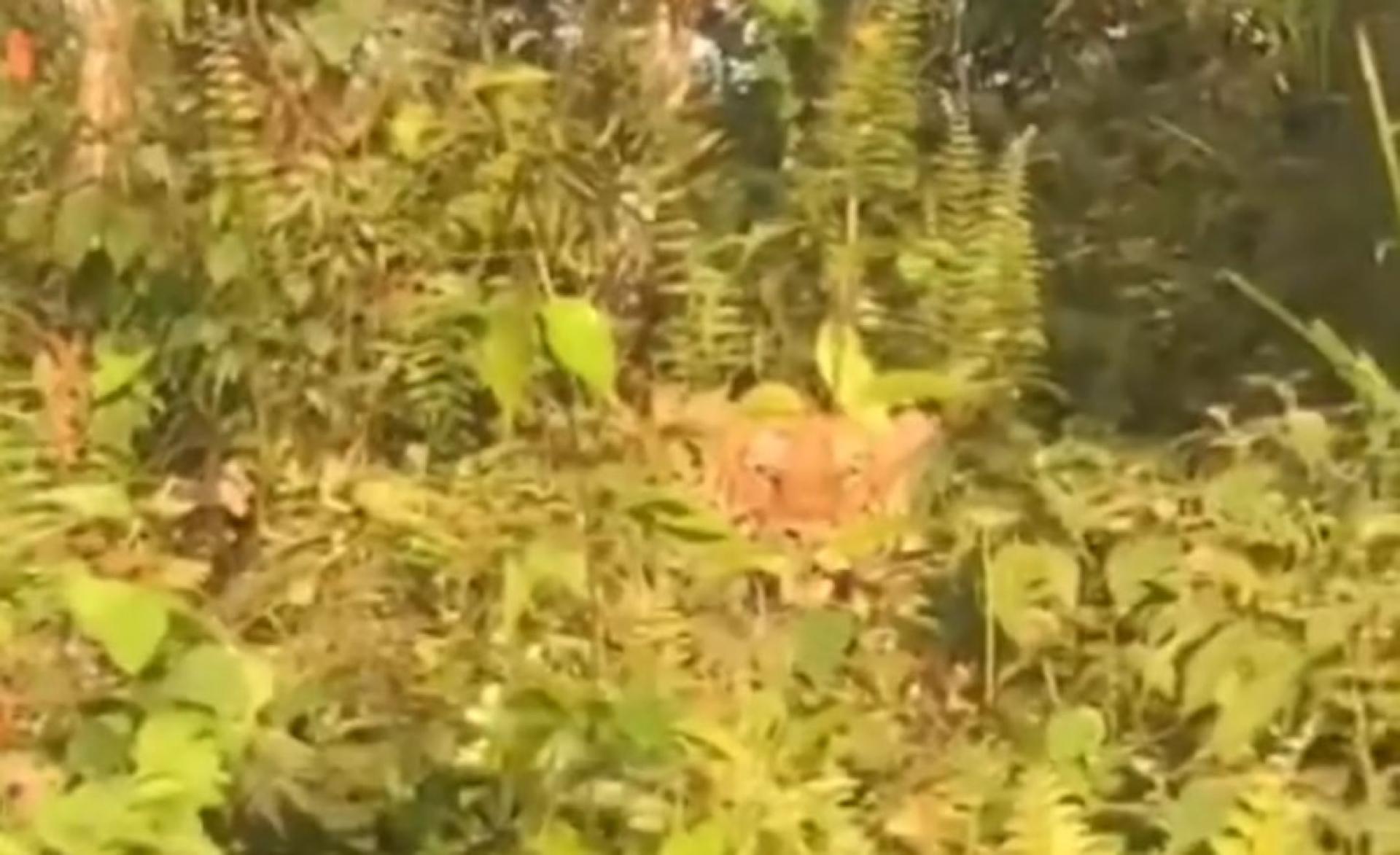 视频画面清晰的看到老虎。