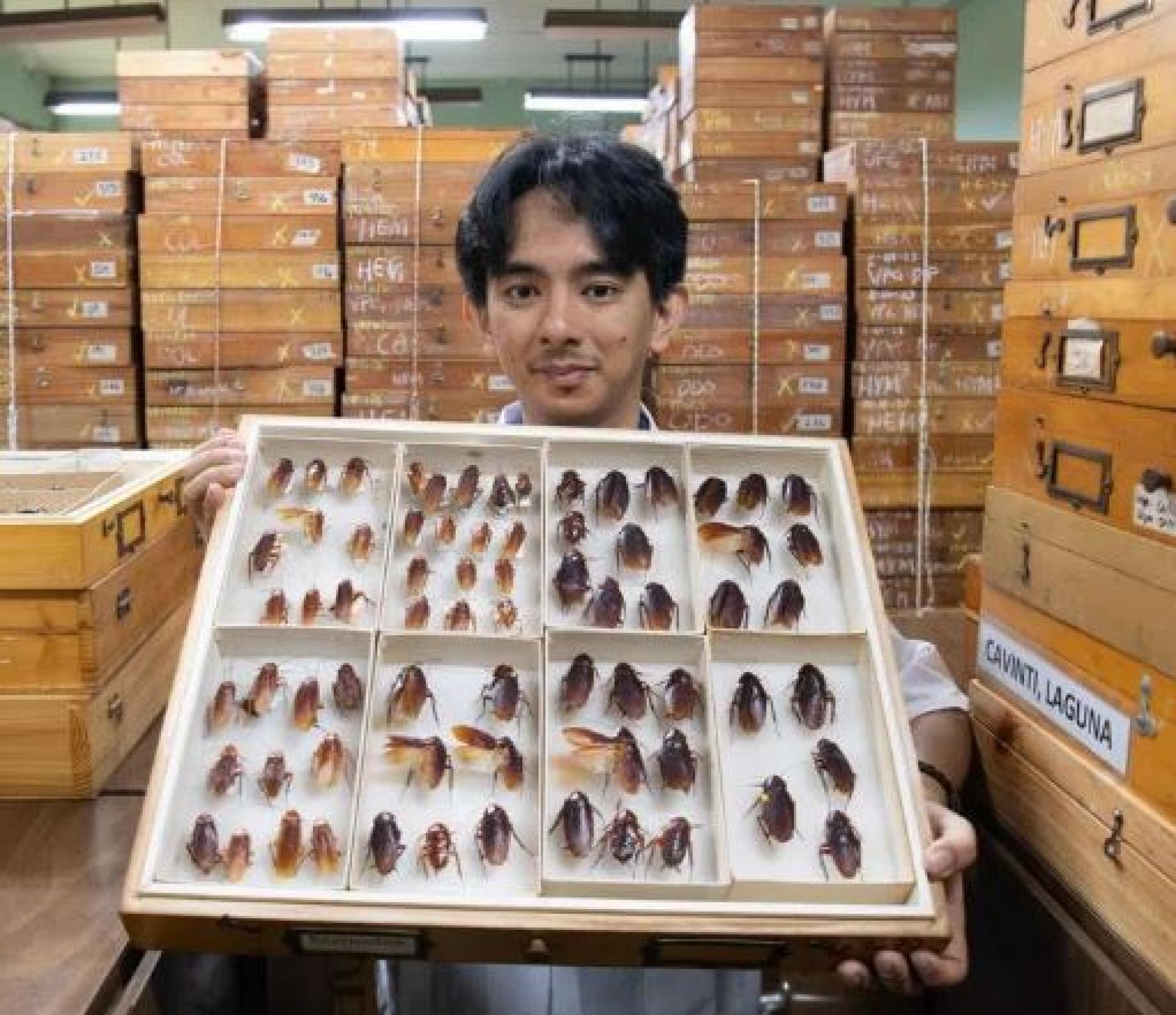 菲律宾大学洛斯巴尼奥斯分校昆虫学家卢卡纳斯在实验室展示保存的蟑螂标本。