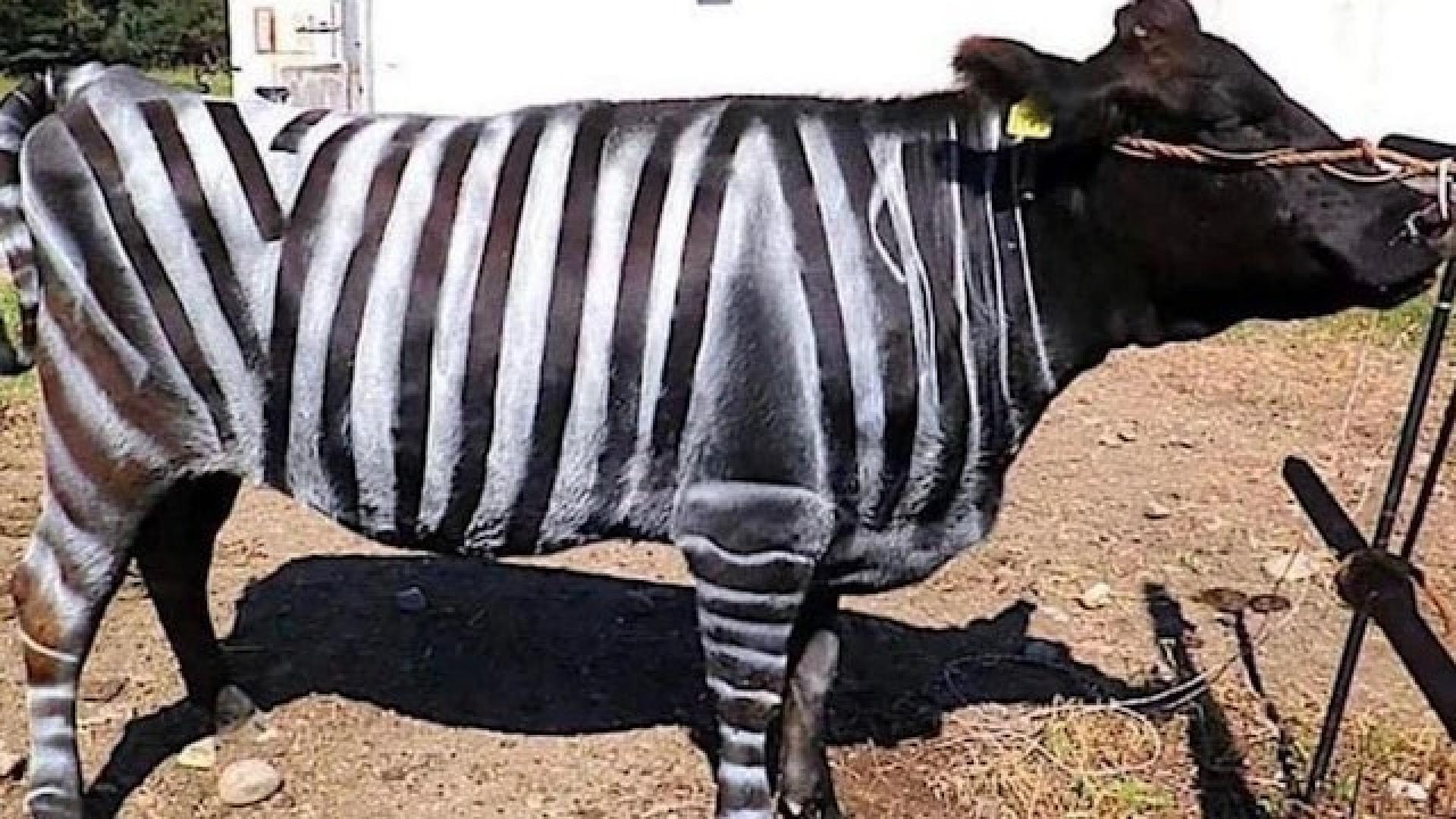 2025年9月19日，11名日本科学家凭借“在牛身上画上类似斑马的条纹，以减少昆虫叮咬”实验，荣获搞笑诺贝尔生物学奖。