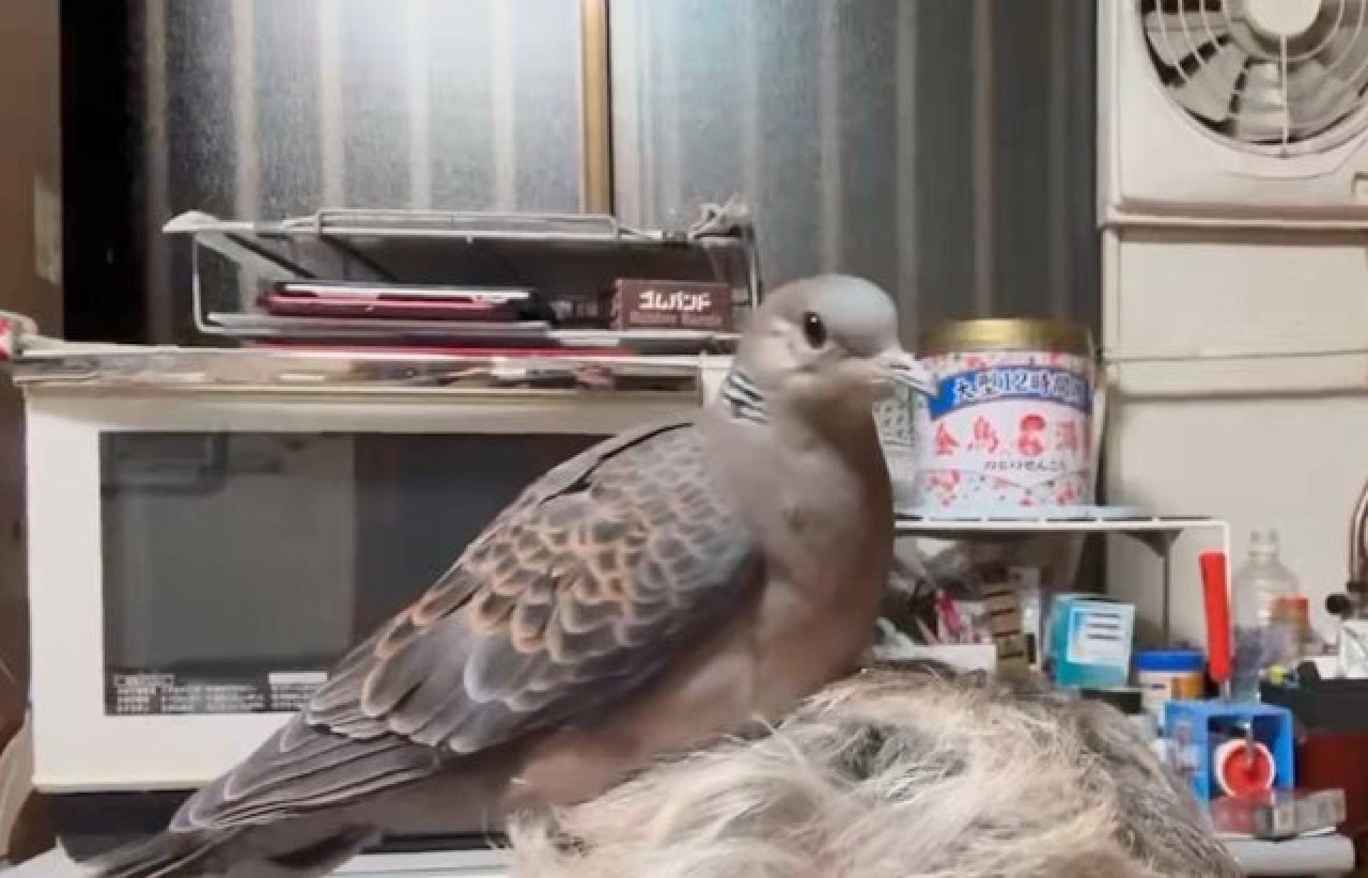 网友说：“鸟类认证的鸟窝头真的很好笑”