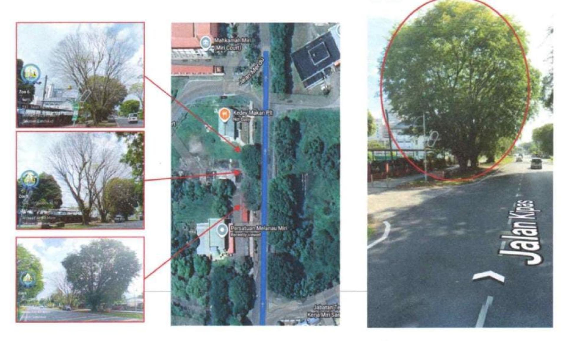 美里市政局将于3月14日至20日在扇子路一带展开树木修剪工程，市民受促谨慎驾驶。