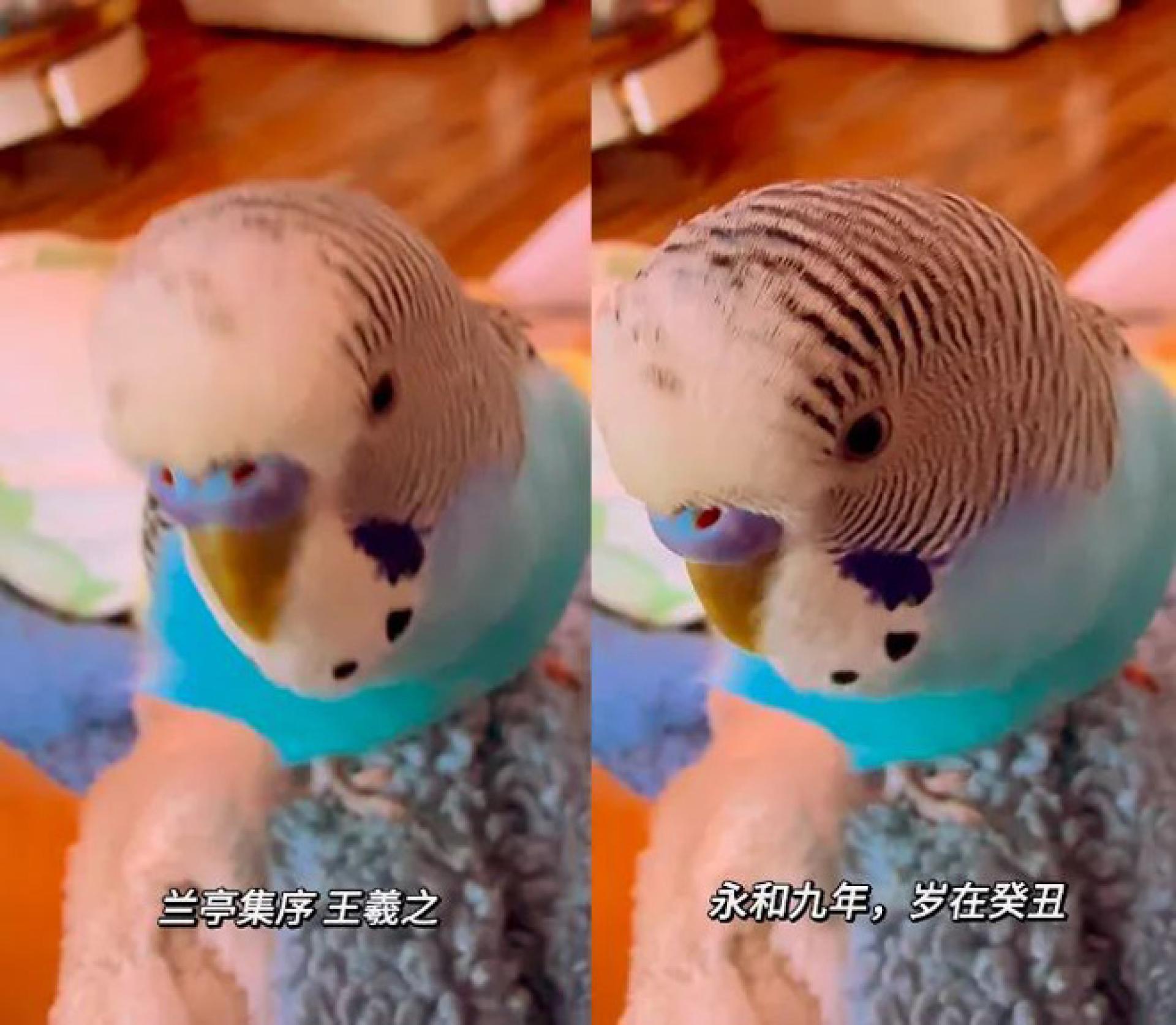 虎皮鹦鹉正在背诵《兰亭集序》开篇。（视频截图）