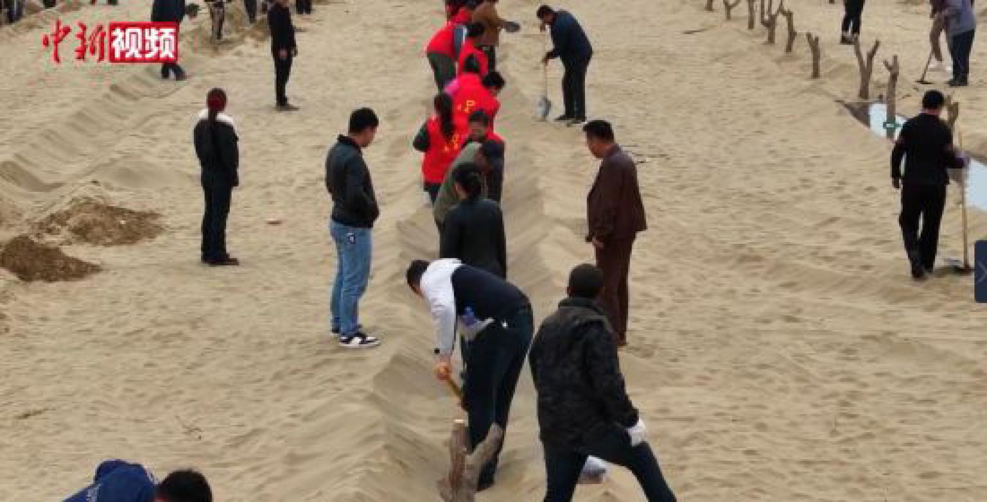 搭载北斗卫星导航系统的机械在人工辅助下，每5秒就能种一颗树。