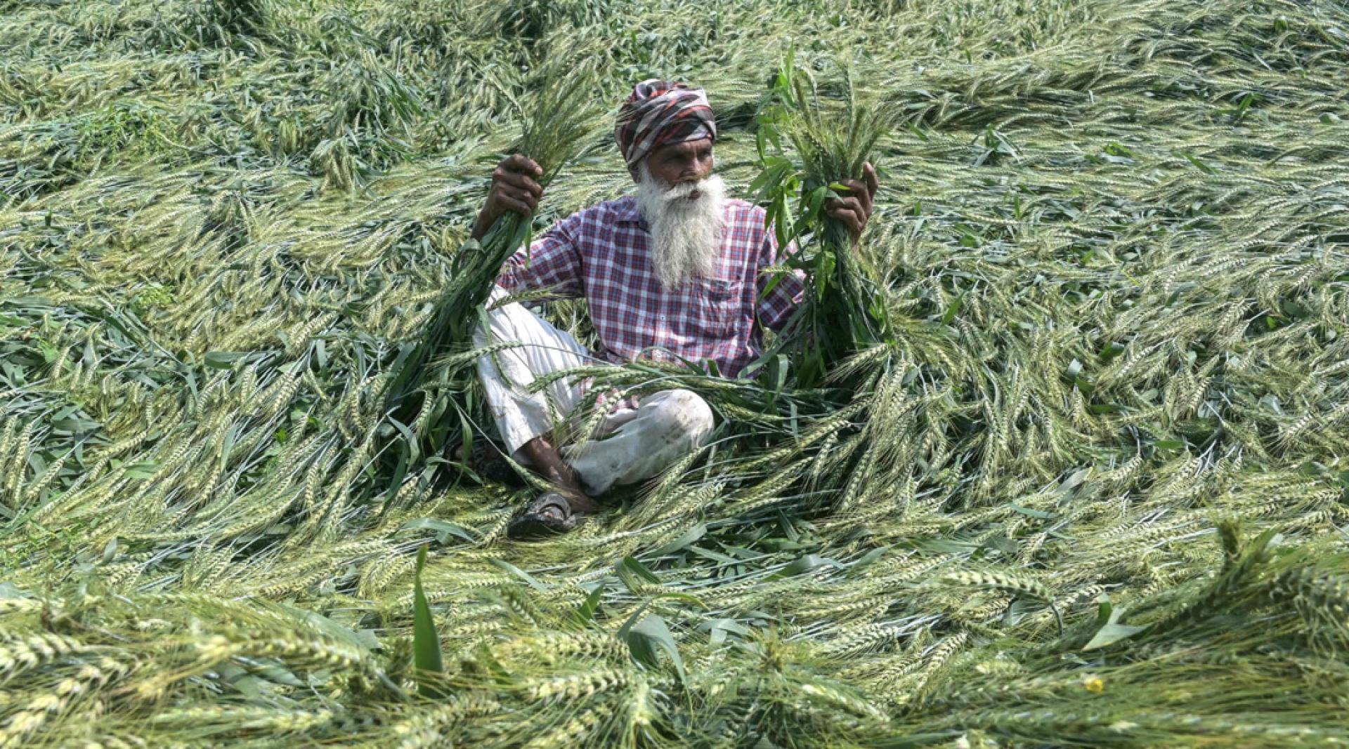 中东是全球肥料和能源供应链中心。图为印度旁遮普邦阿姆利则的农民及其小麦作物。