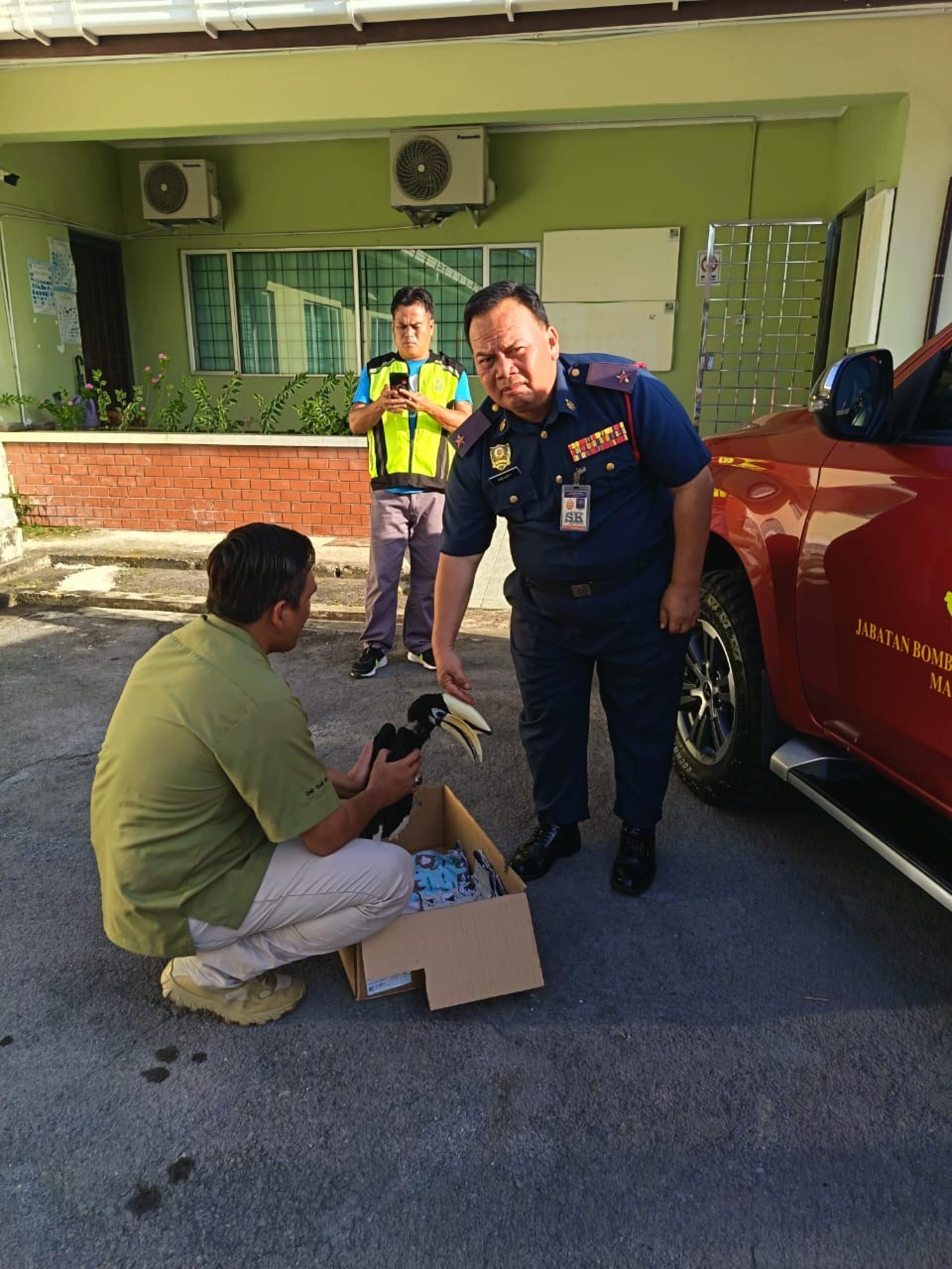 犀鸟被送往砂拉越林业机构卑尔骚营地。