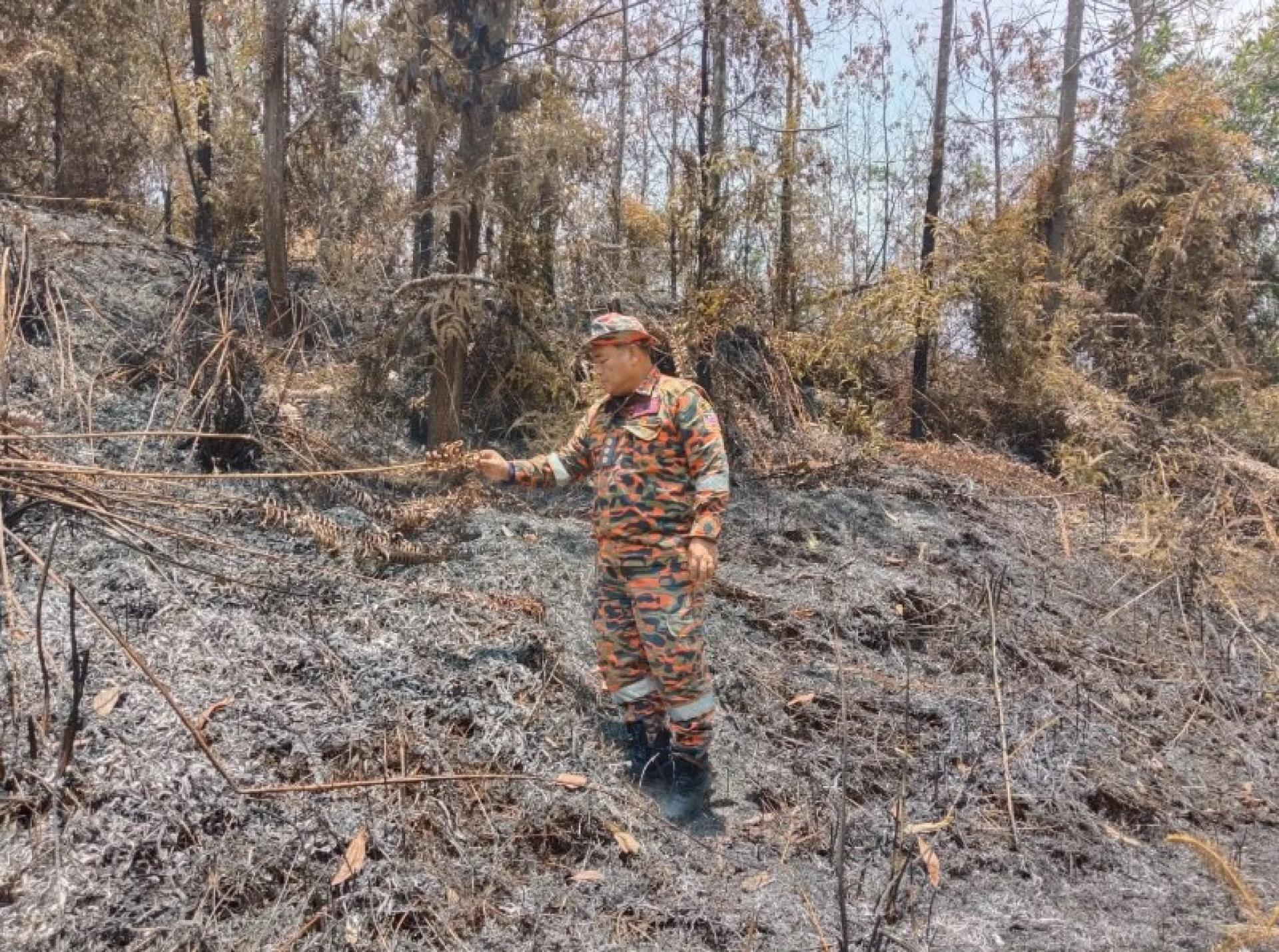 图为消防员在种植园火灾现场展开灭火行动。（照片：消防局）