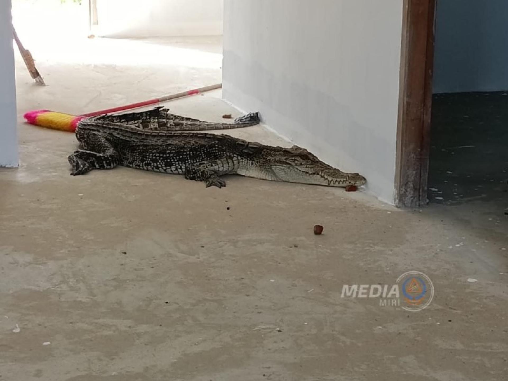 被捕获的河口鳄，长约2.5米。