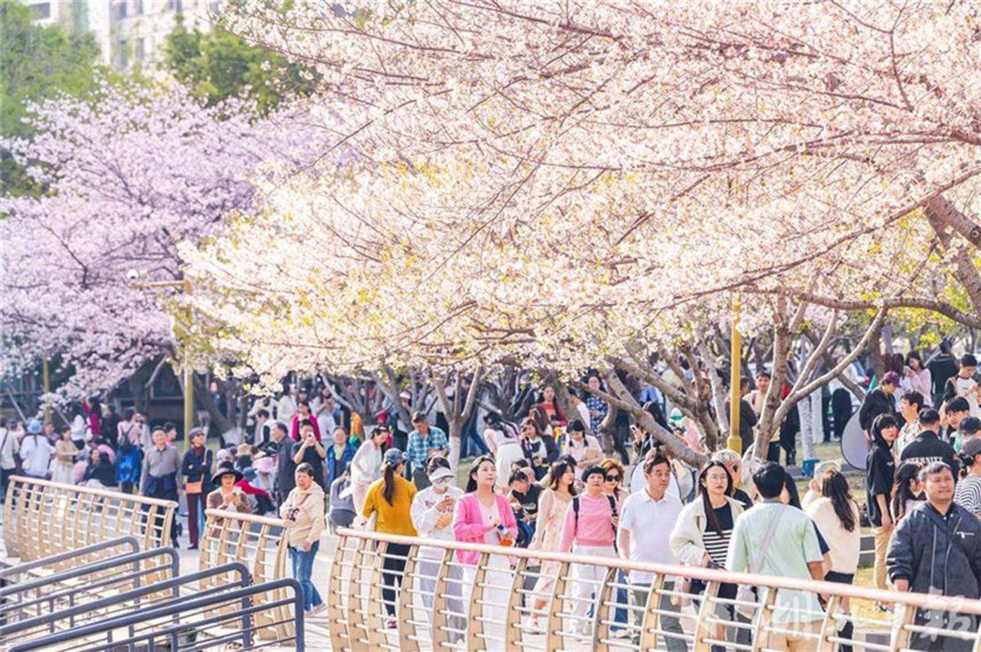 武汉西北湖公园樱花进入盛花期，吸引众多游客拍照打卡。