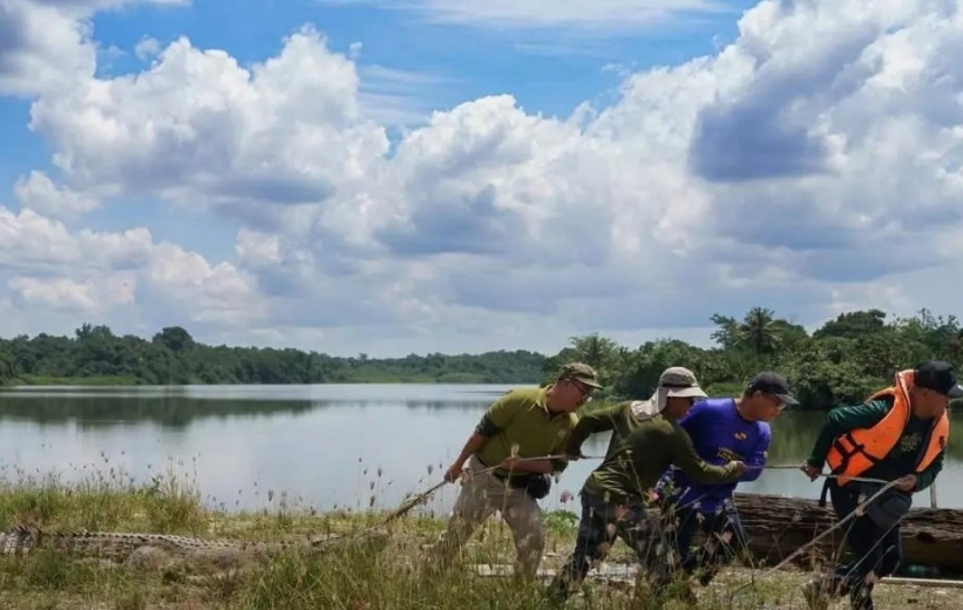 森林局人员和警察人员联手将捕捉到的鳄鱼拖上岸。