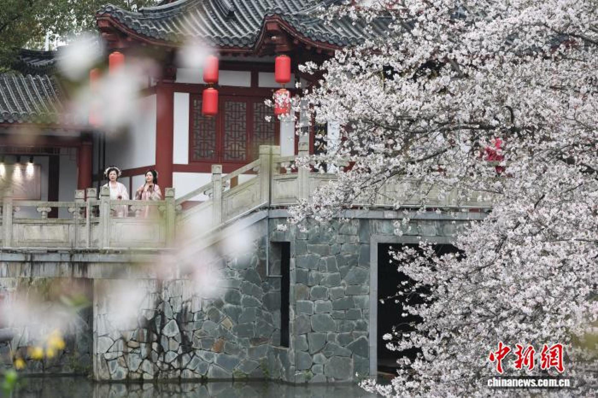 3月24日，游客在武汉东湖樱花园游玩。