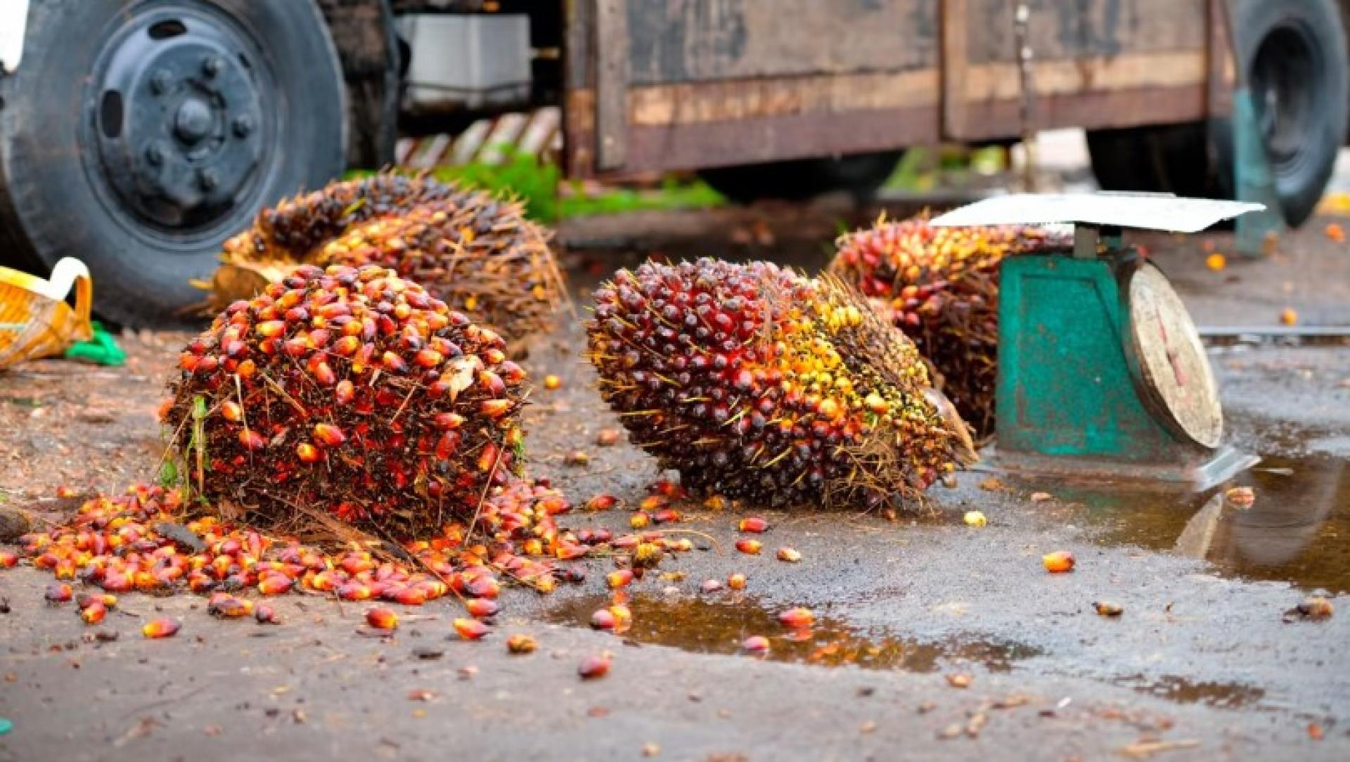 泰国政府表示，受中东局势影响，国际油价持续上涨，能源领域对生物柴油的需求随之增加。