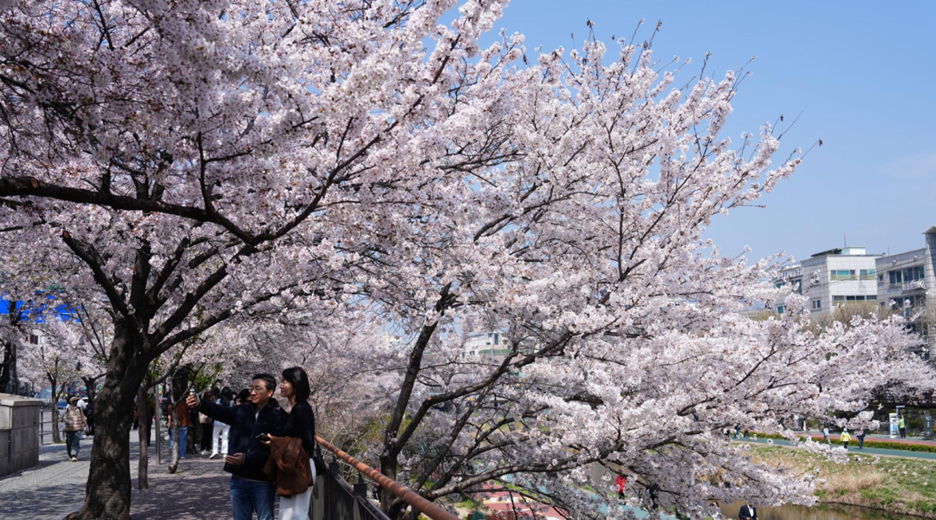 韩国首尔樱花近日进入盛放期。图为佛光川附近樱花盛开。