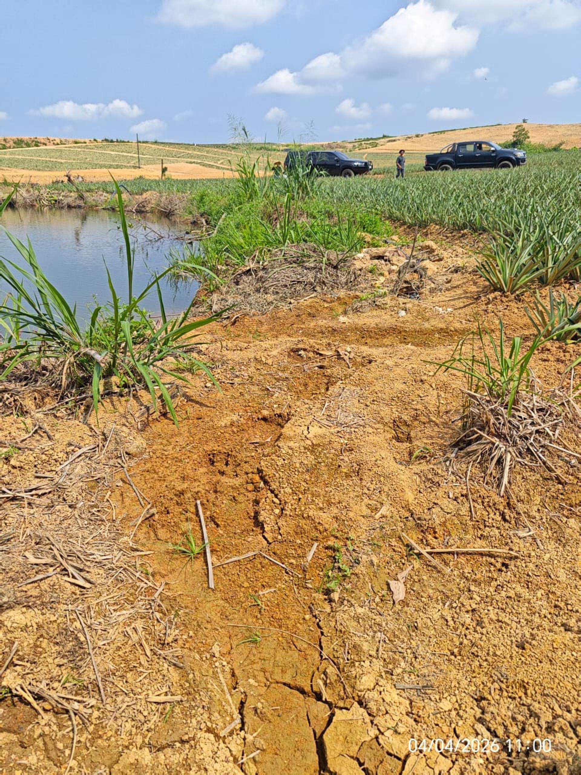 出现疑似虎踪的地点距离令金森林保护区约15公里，距离居銮森林保护区则约27公里。