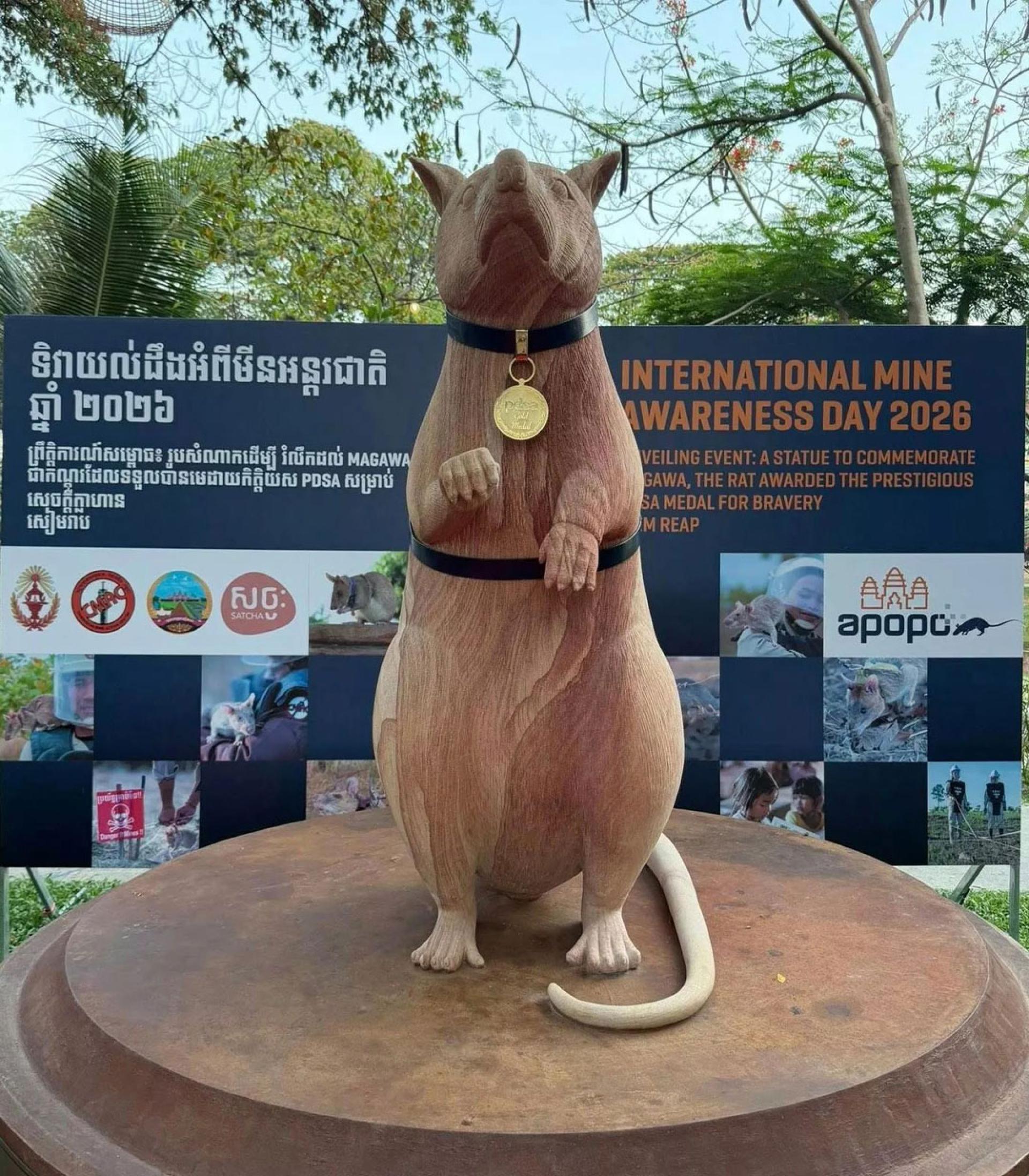 非洲巨鼠“马加瓦”（Magawa）的雕像，成为全球首座专门为地雷侦测鼠打造的纪念像。