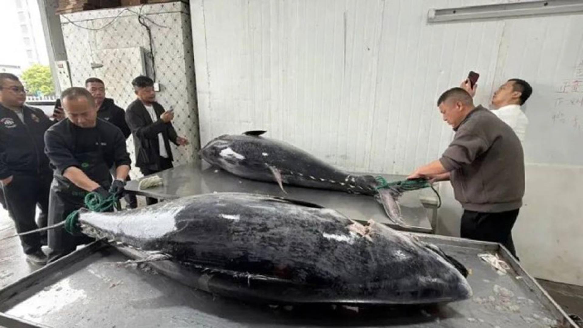 中国渔民日前罕有地捕获两条“巨无霸”级的野生蓝鳍吞拿鱼，每条重量均超过200公斤。