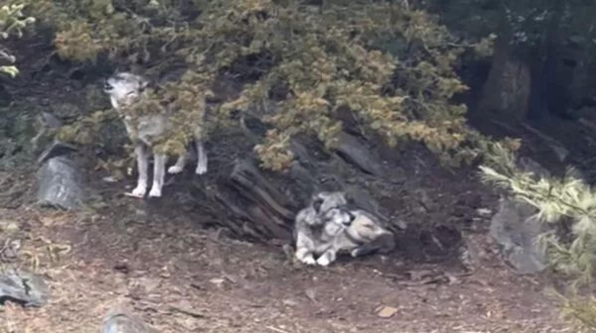 宾州美国动物园的狼群。