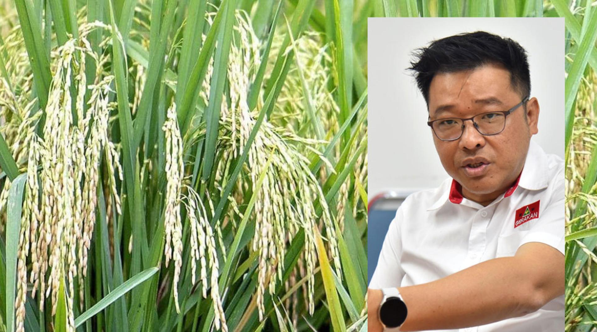 方志伟：政府不能再视而不见，一旦30%稻农停耕，粮食供应势必受到冲击。