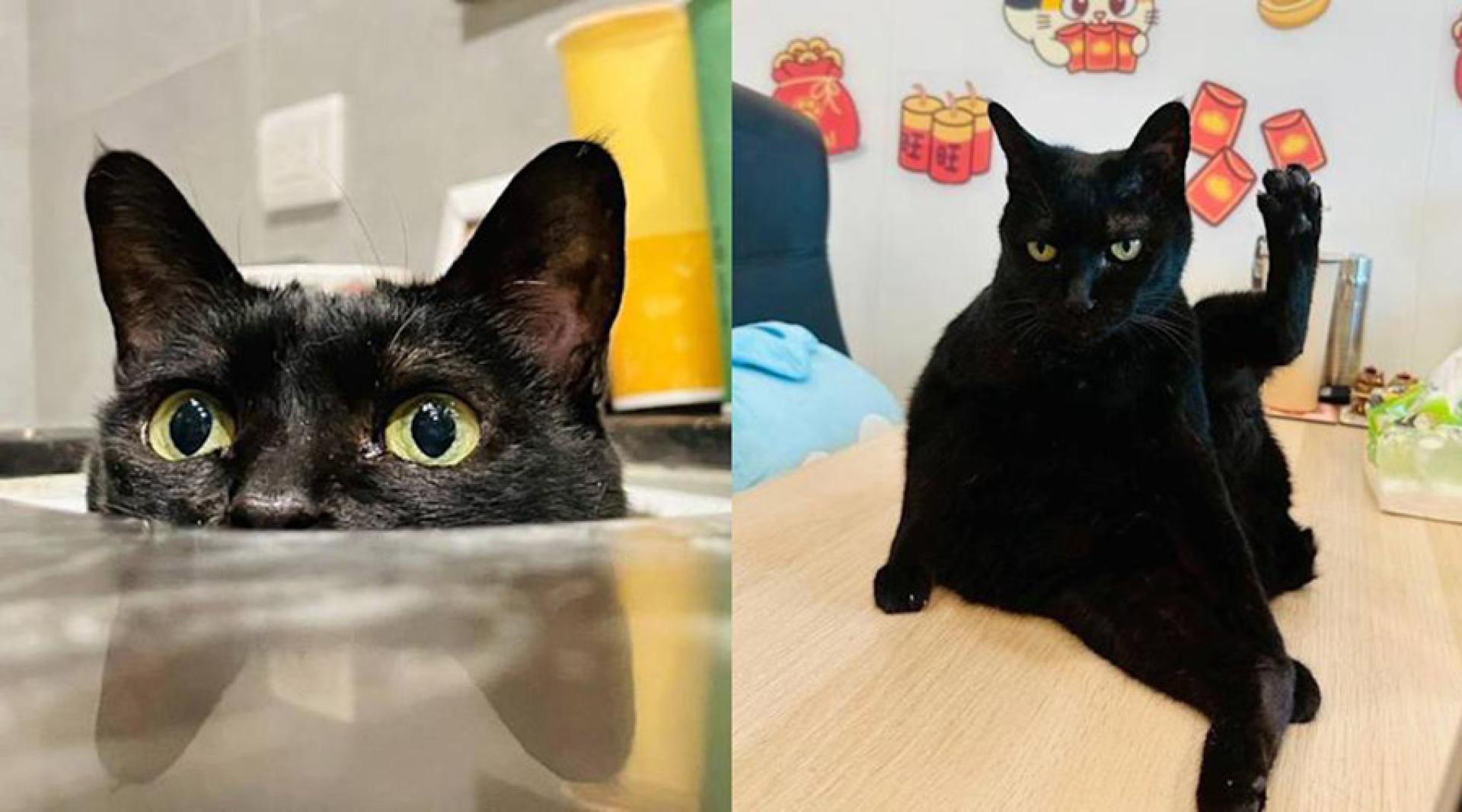 “黄阿玛的后宫生活”黑猫病逝。