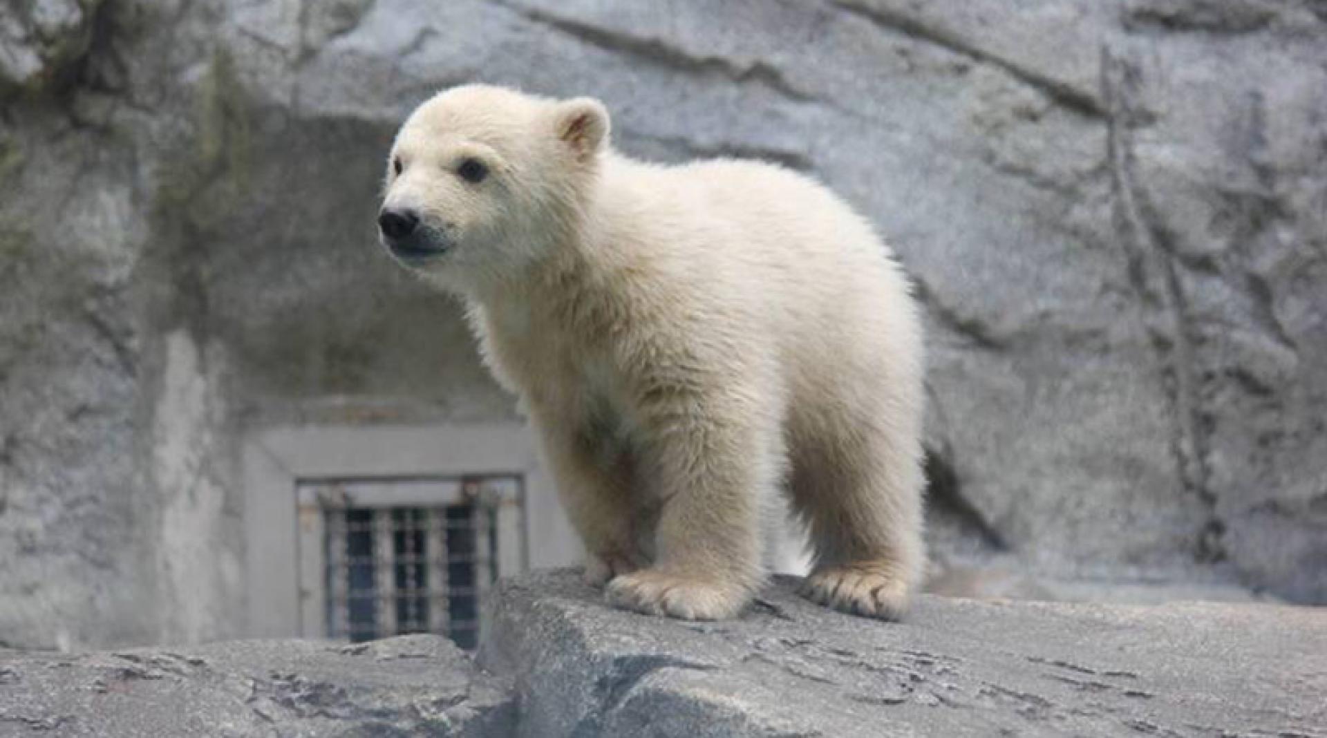 小北极熊目前差不多19公斤。