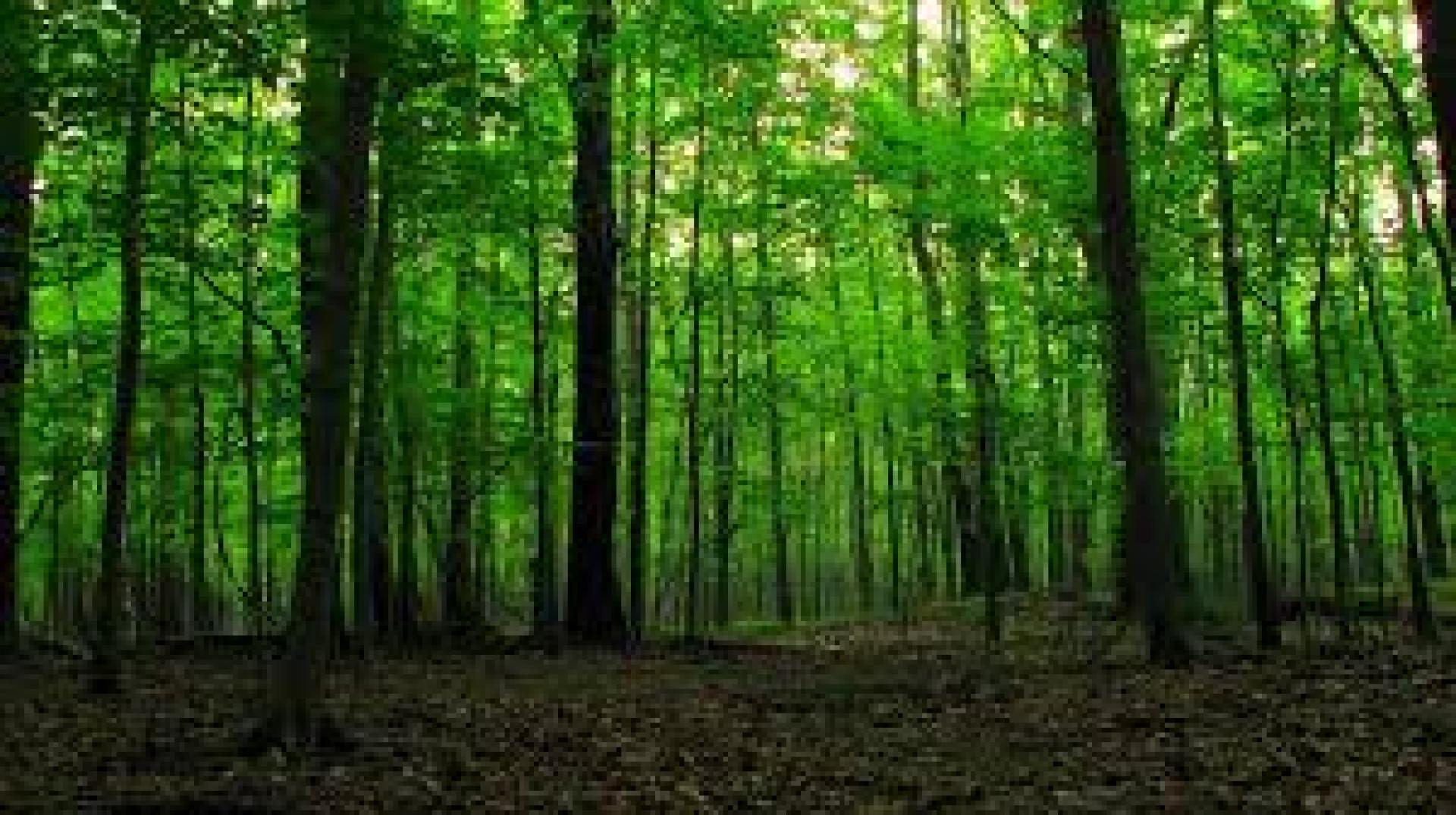 森林伐木和种植许可证降低.